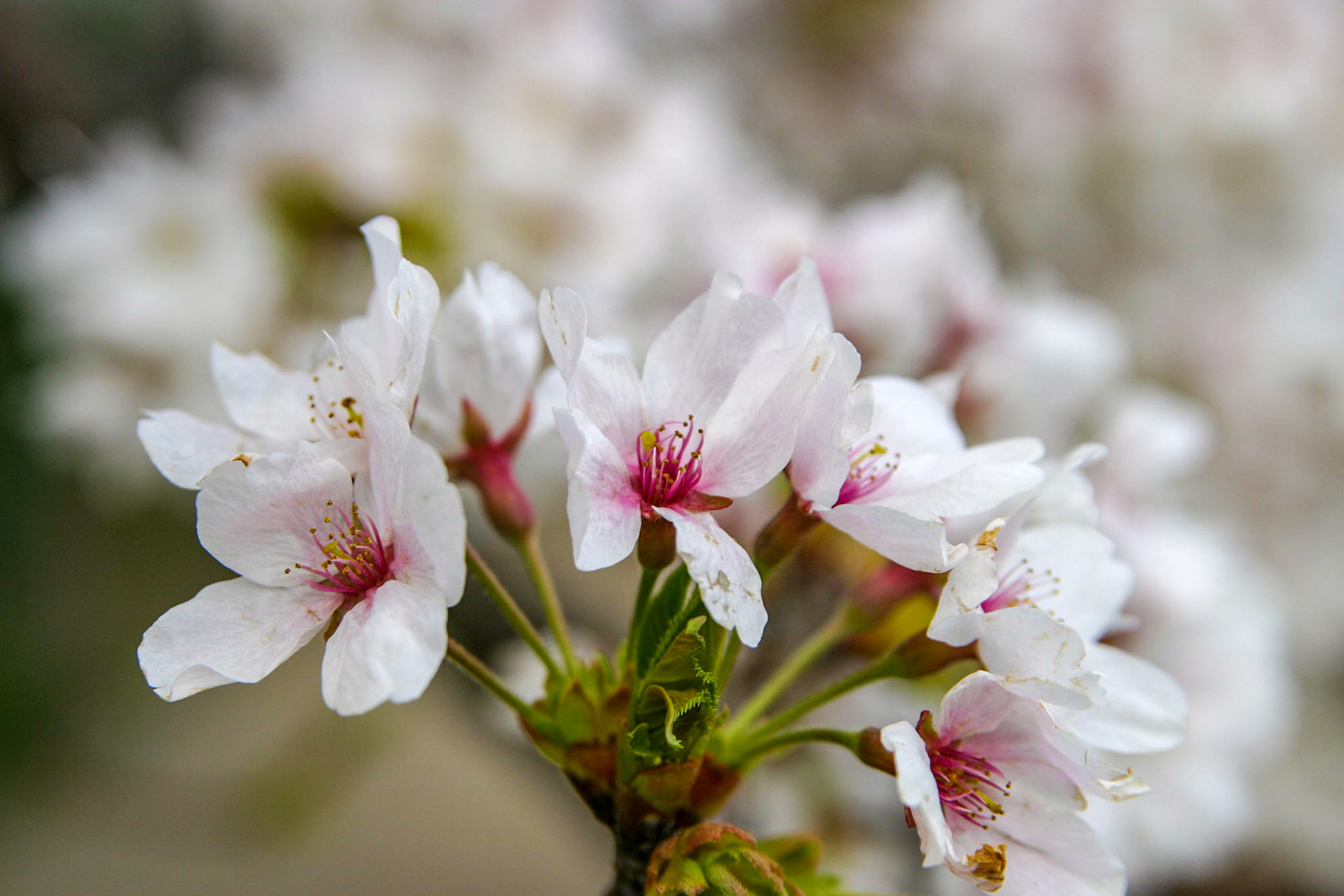 Cherry blossoms around the Tidal Basin - Washington, DC