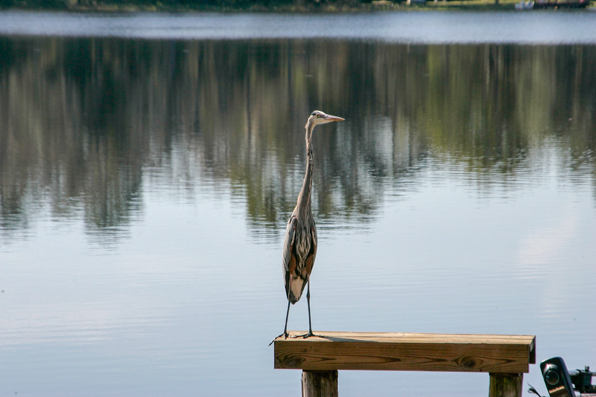 Great Blue Heron on the dock - Interlachen, FL