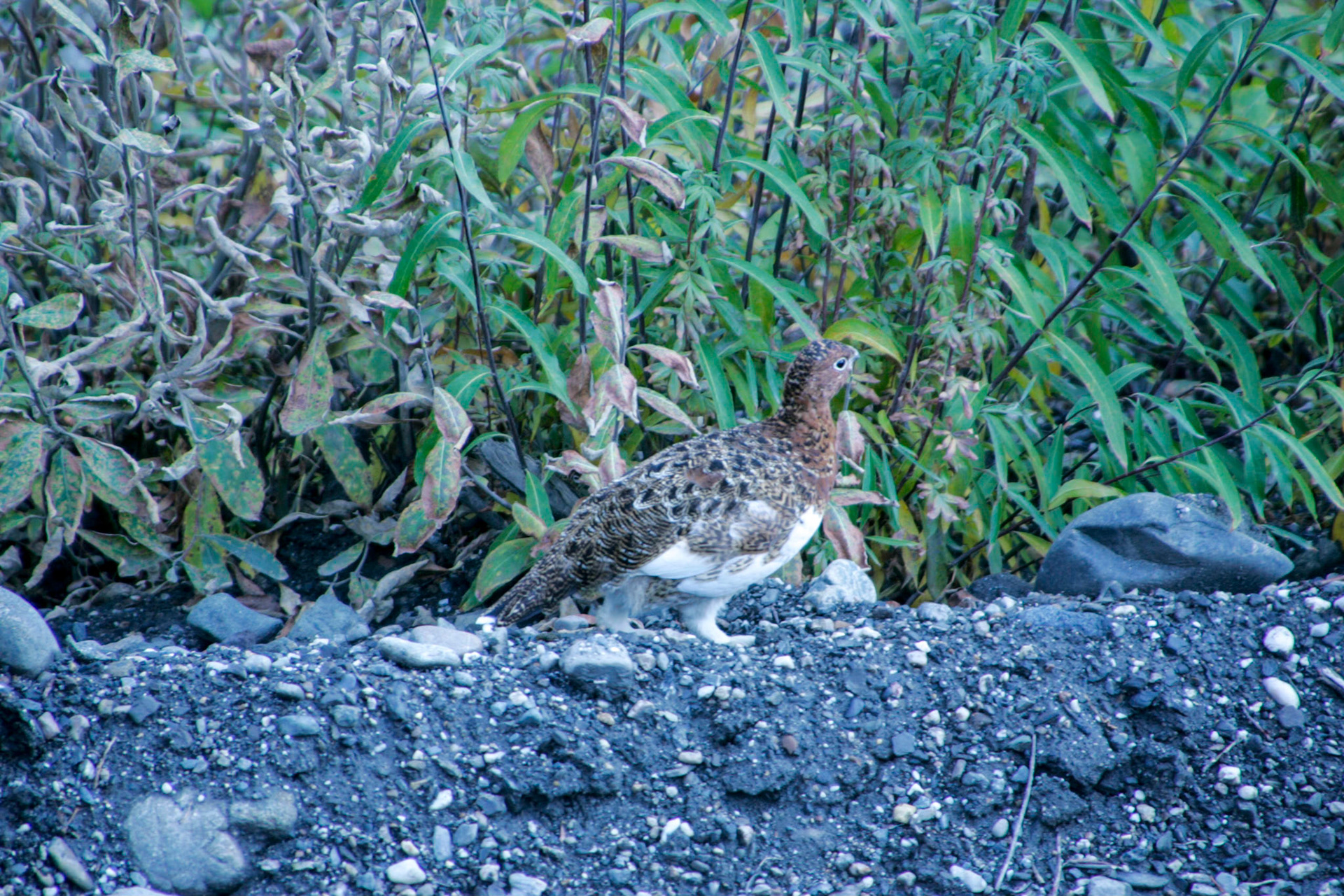 Willow Ptarmigan, state bird of Alaska - Denali National Park, Alaska