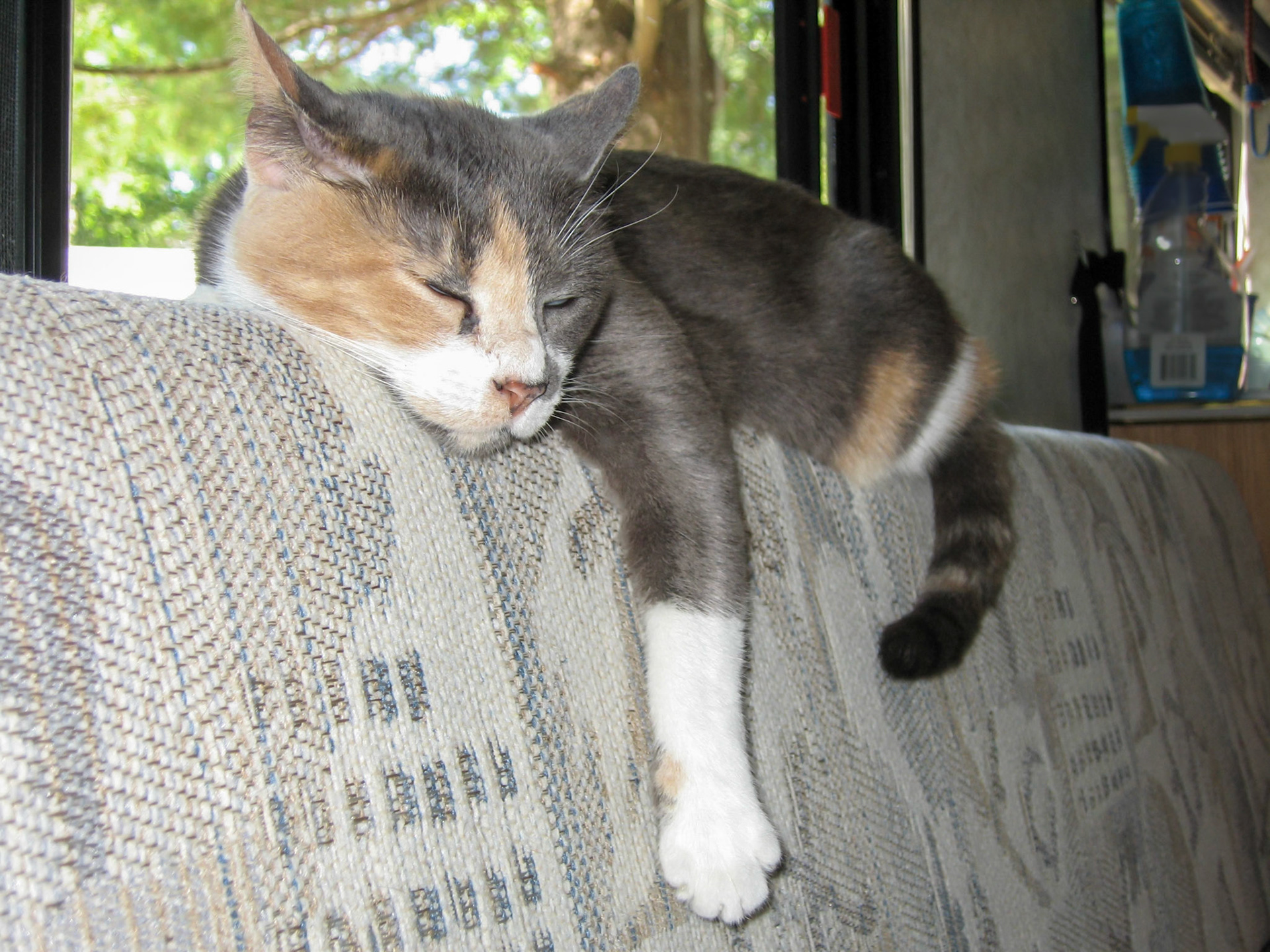 Callie sleeping in camper - Sebec, ME