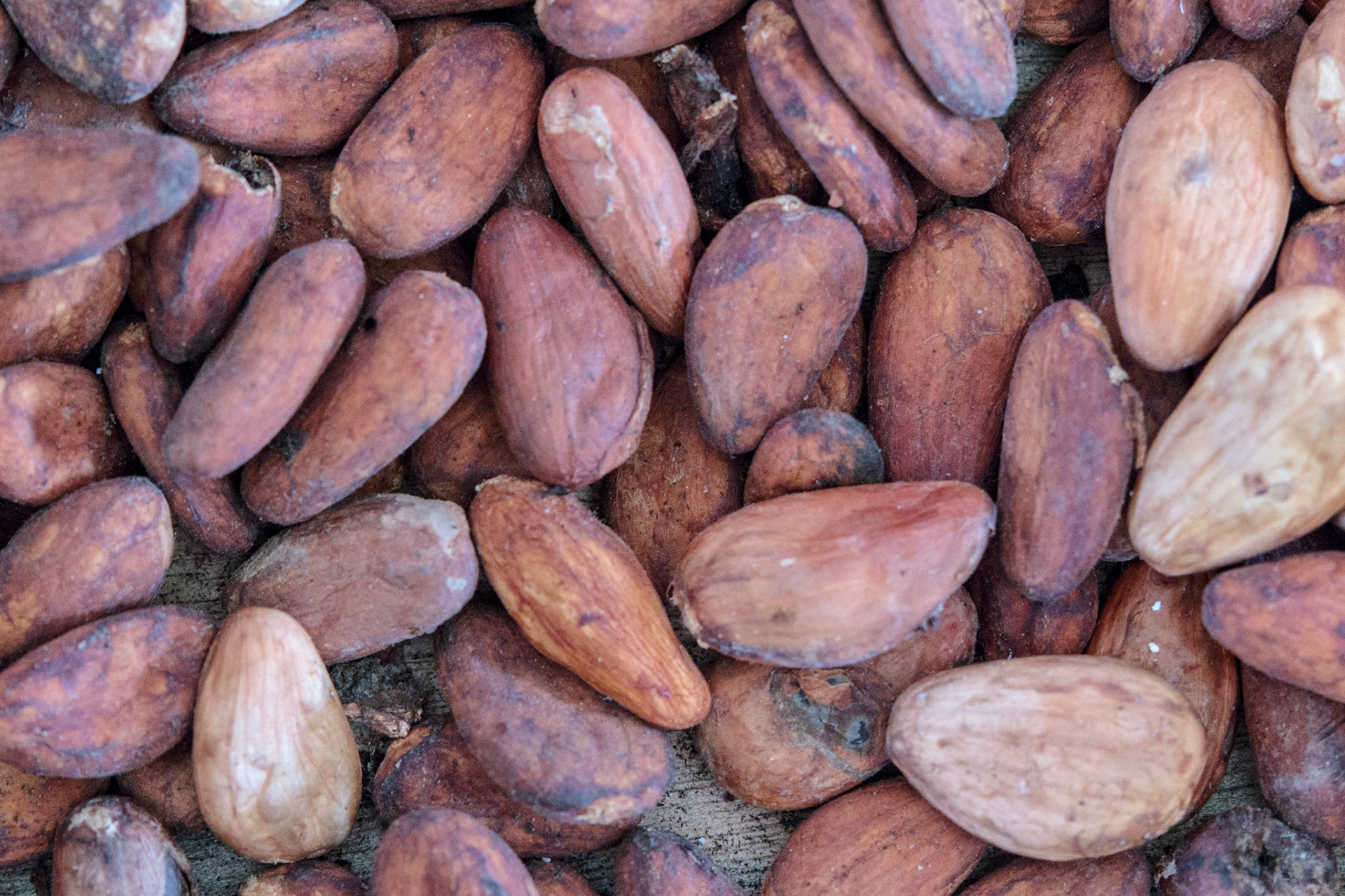 Roasted Cacao Beans - Tuxtla Chico, Puerto Chiapas, Mexico