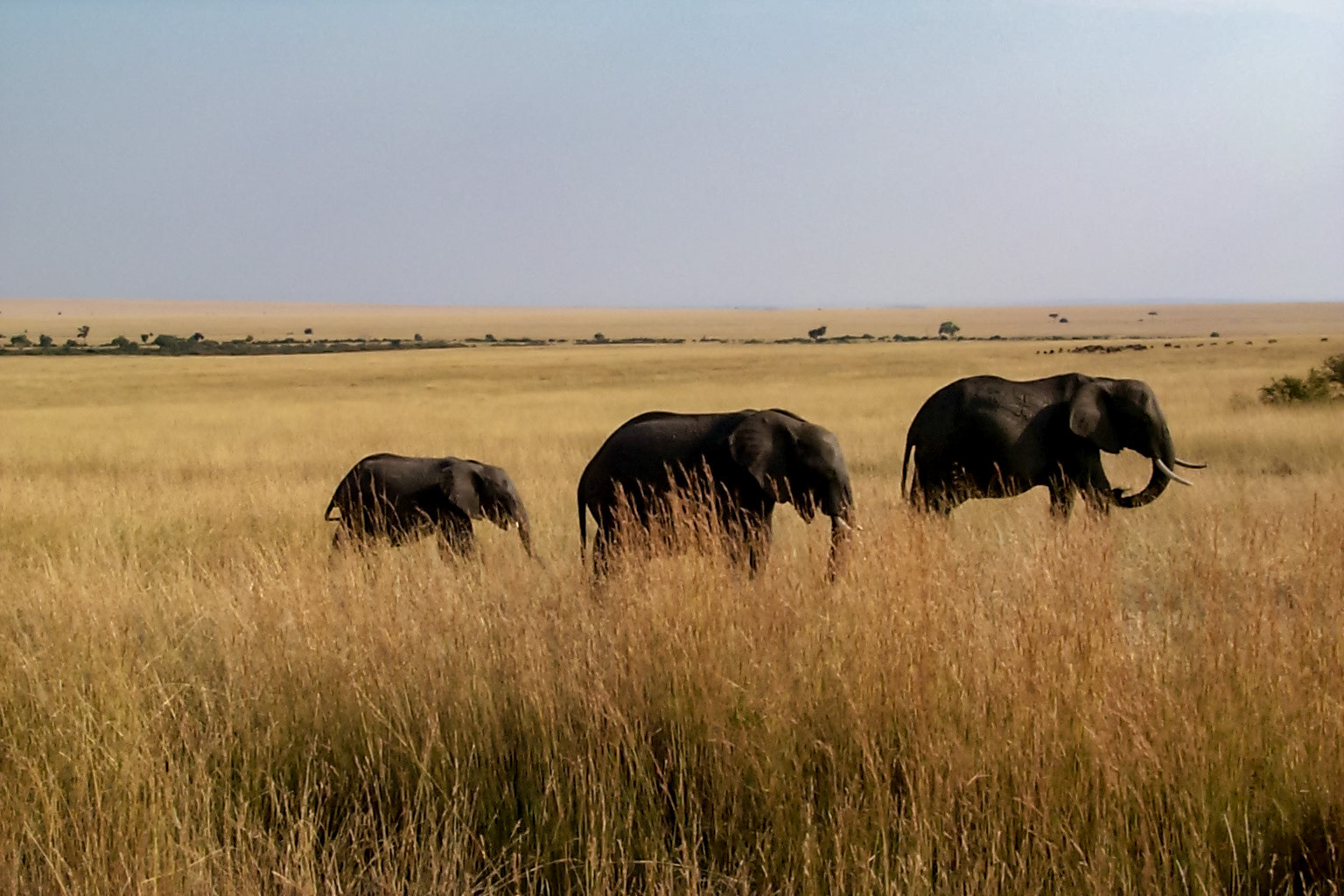 African photo safari, elephants - Kenya