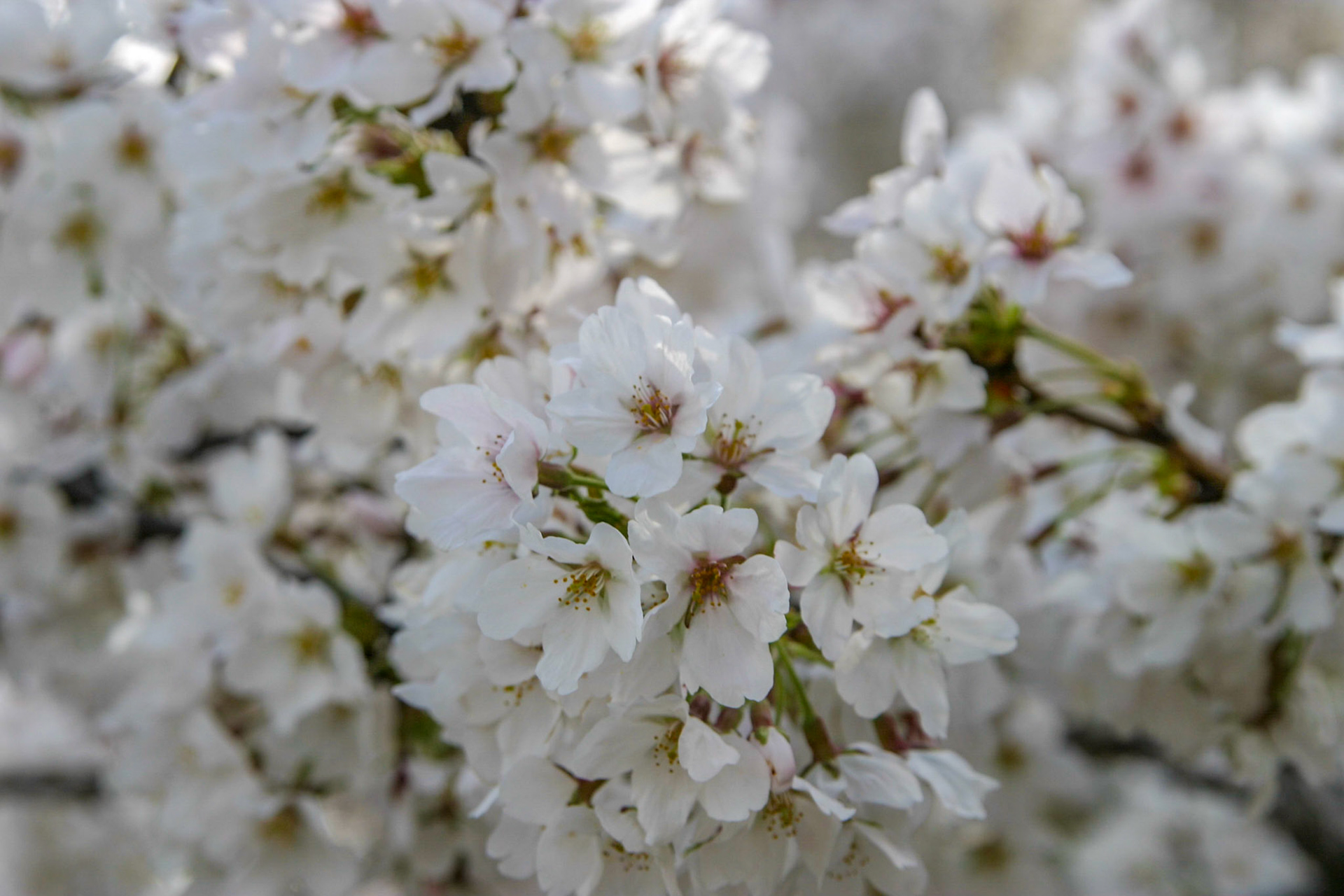 Cherry blossoms around the Tidal Basin - Washington, DC