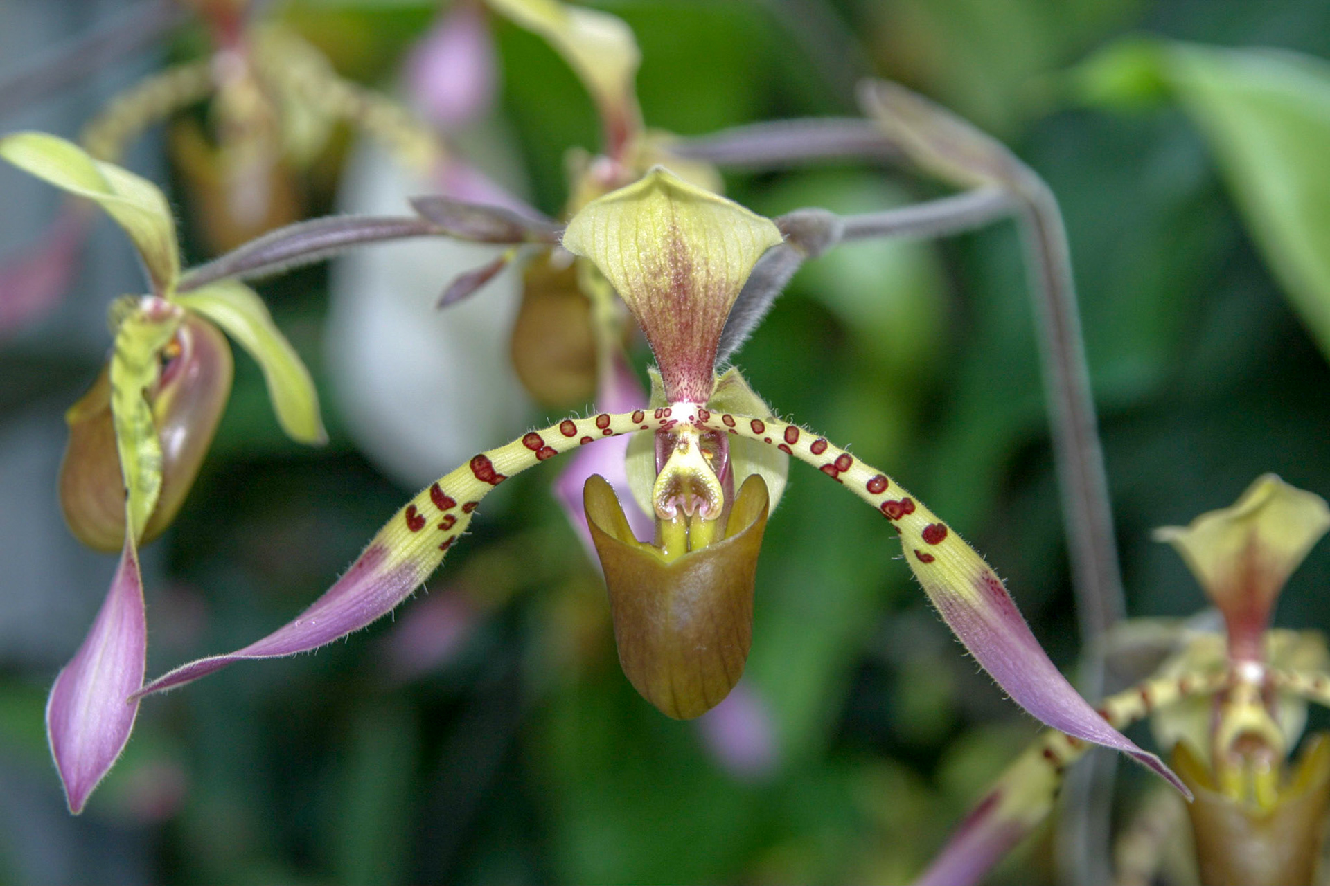Orchids at the National Botanical Gardens - Washington DC