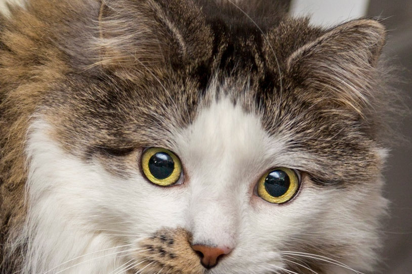 Alex the cat