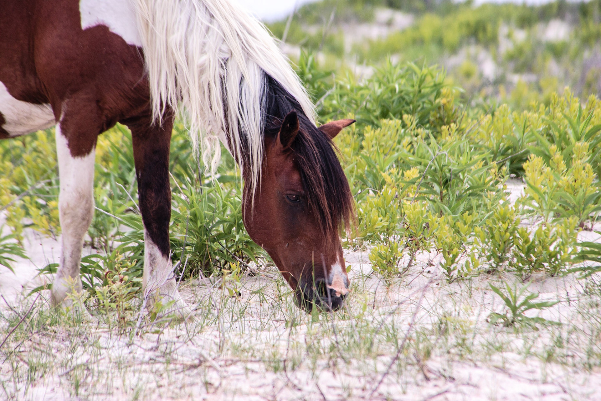 Wild horse - Assateague, Delaware