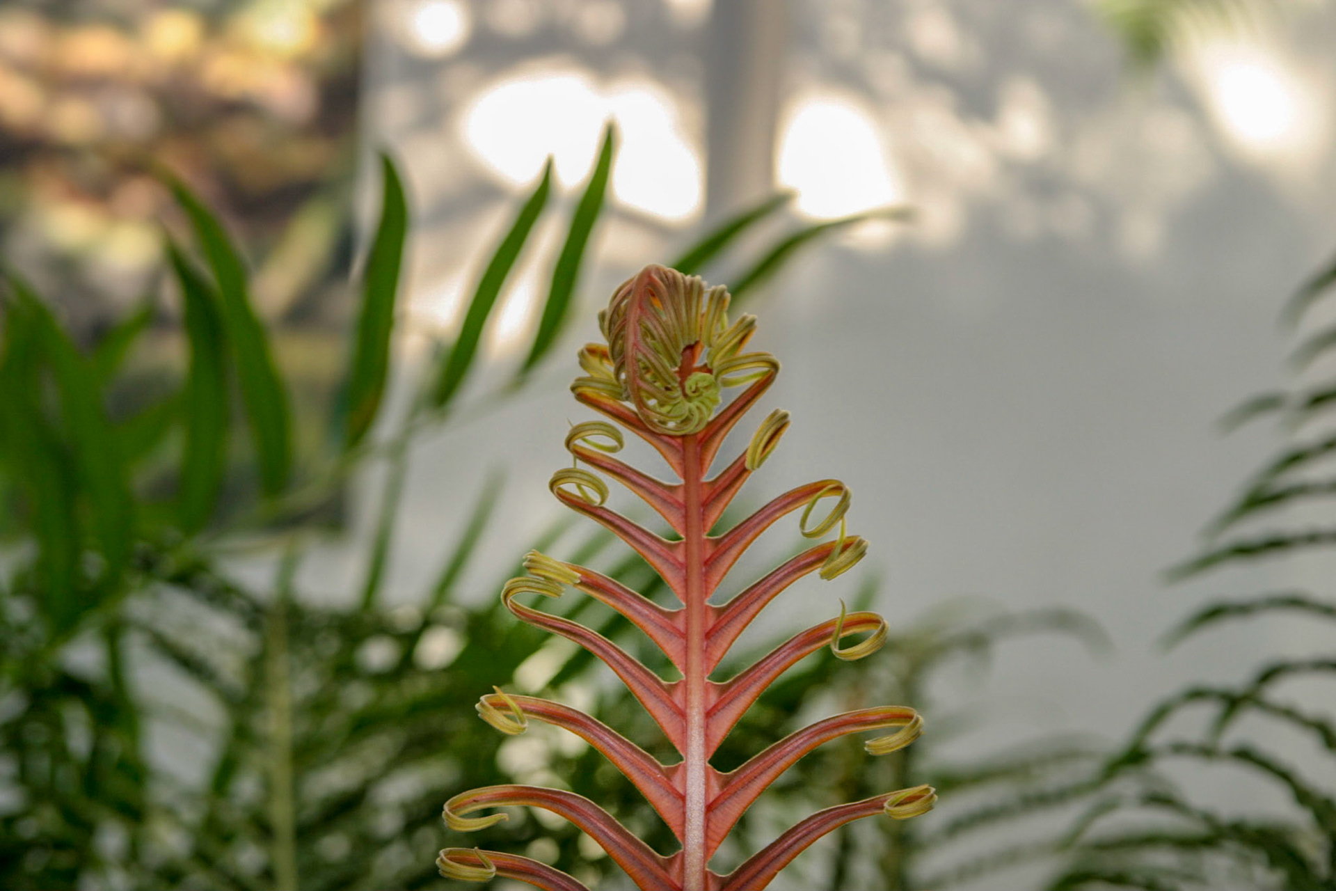 Ferns at the National Botanical Gardens - Washington DC