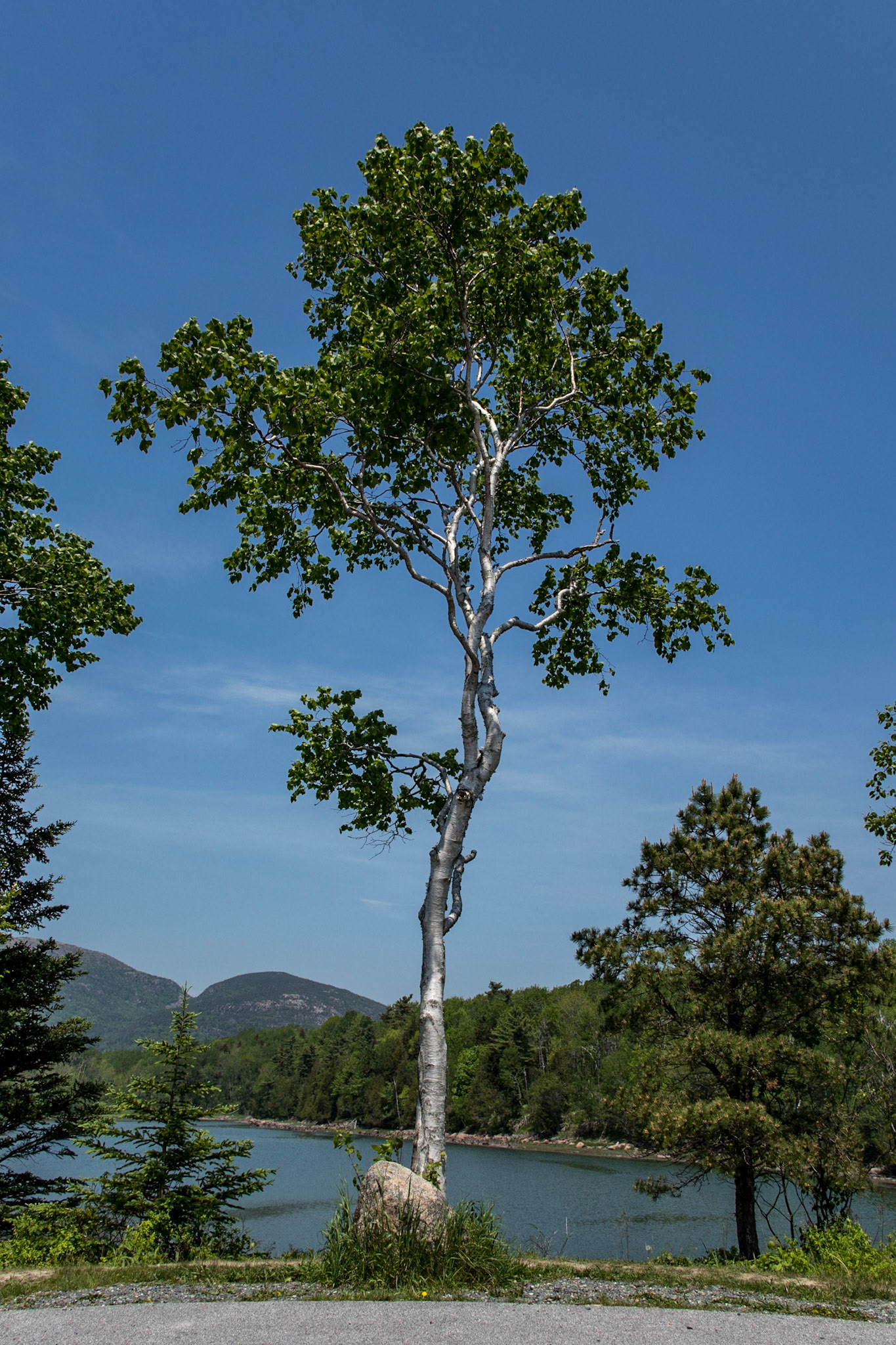 Acadia National Park, Dessert Island, Maine, Otter Cove