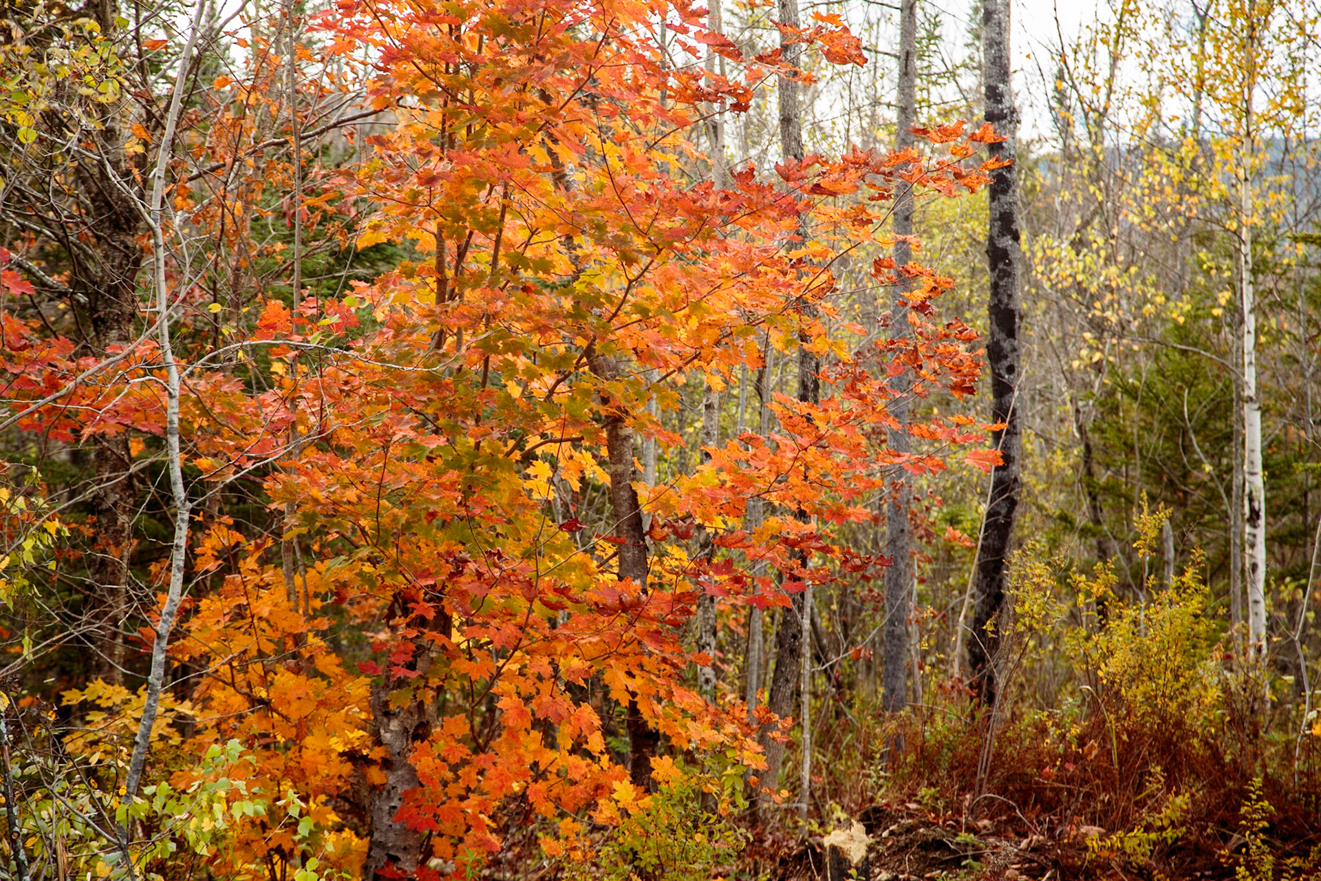 Fall Folliage - Sterling Brook Gorge, Stowe VT