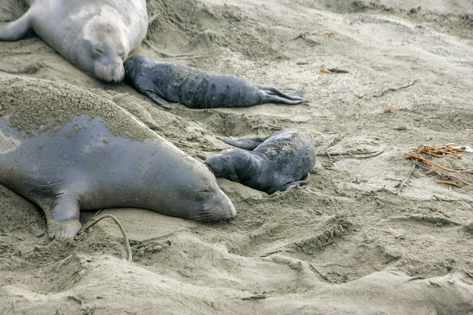 Elephant Seals with pups on beach - near San Simeon, CA