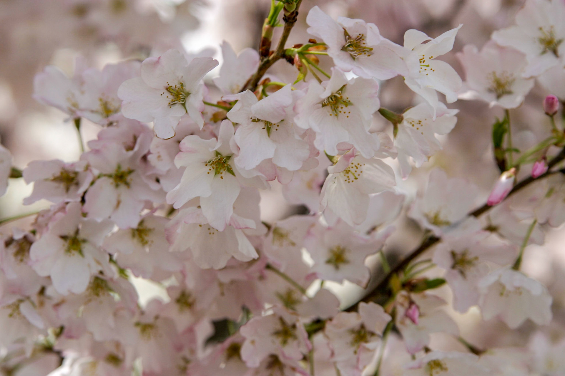Cherry blossoms around the Tidal Basin - Washington, DC