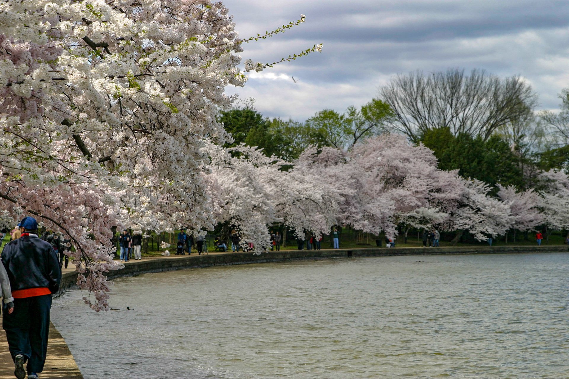 Cherry blossoms around the Tidal Basin - Washington, DC