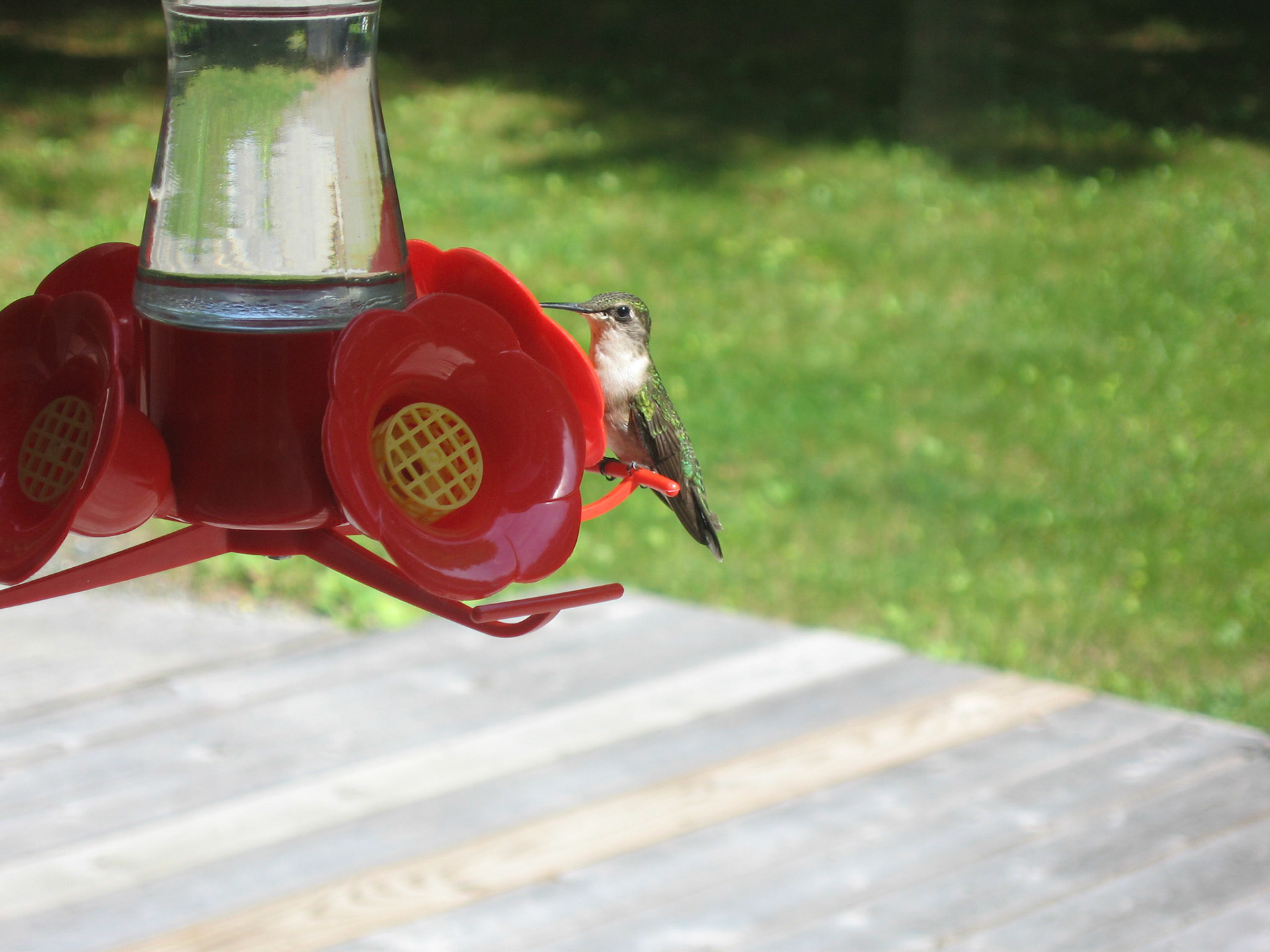 Ruby-throated hummingbird - Sebec, ME