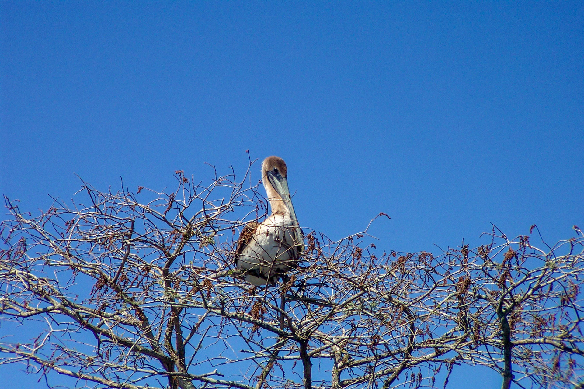 Pelican roosting in tree - Lake Weir, FL