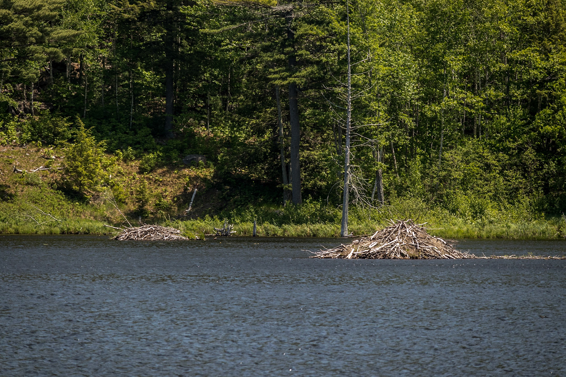 Beaver Dam Pond - Acadia National Park, Dessert Island, Maine