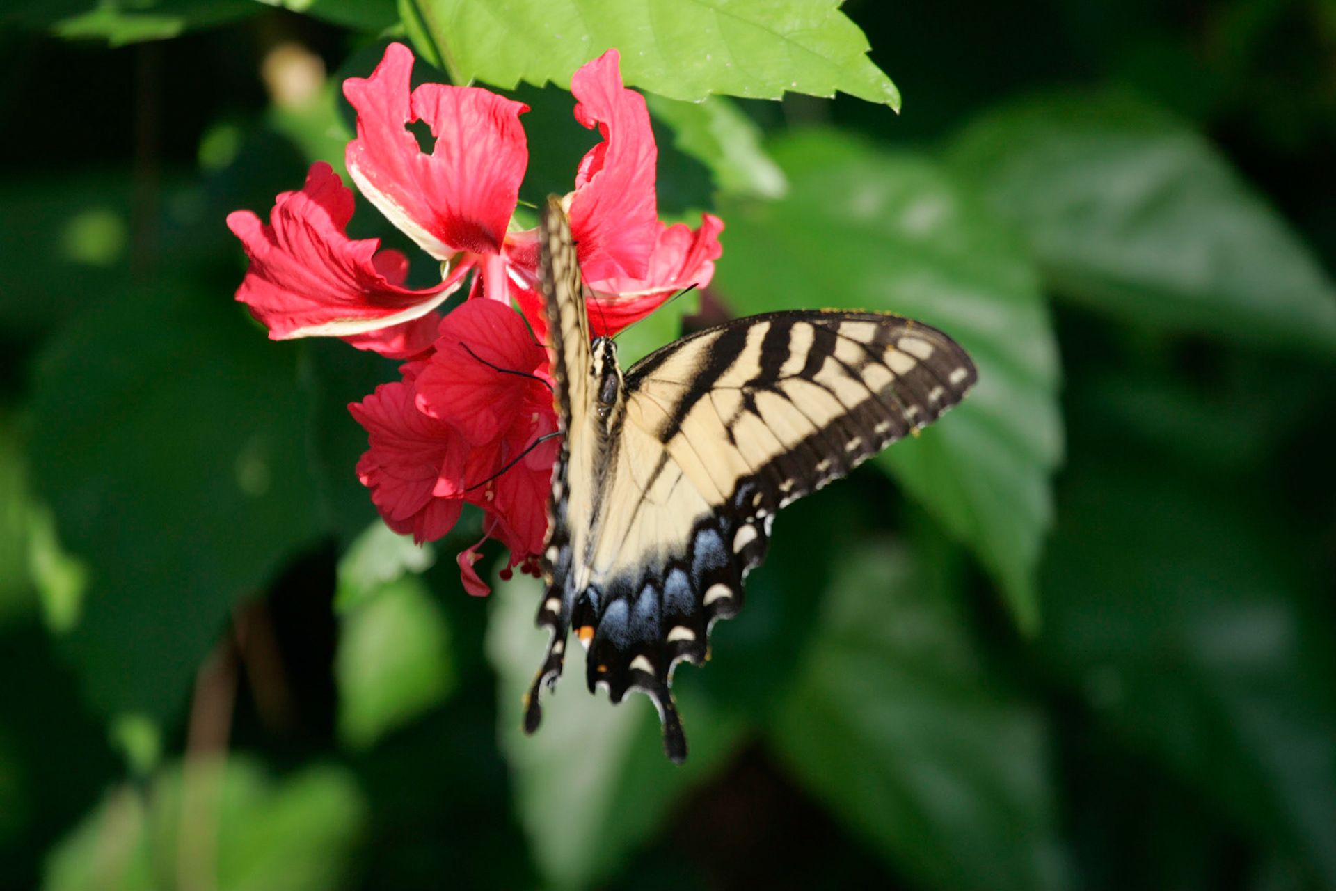 Flower with butterfly - Interlachen, FL