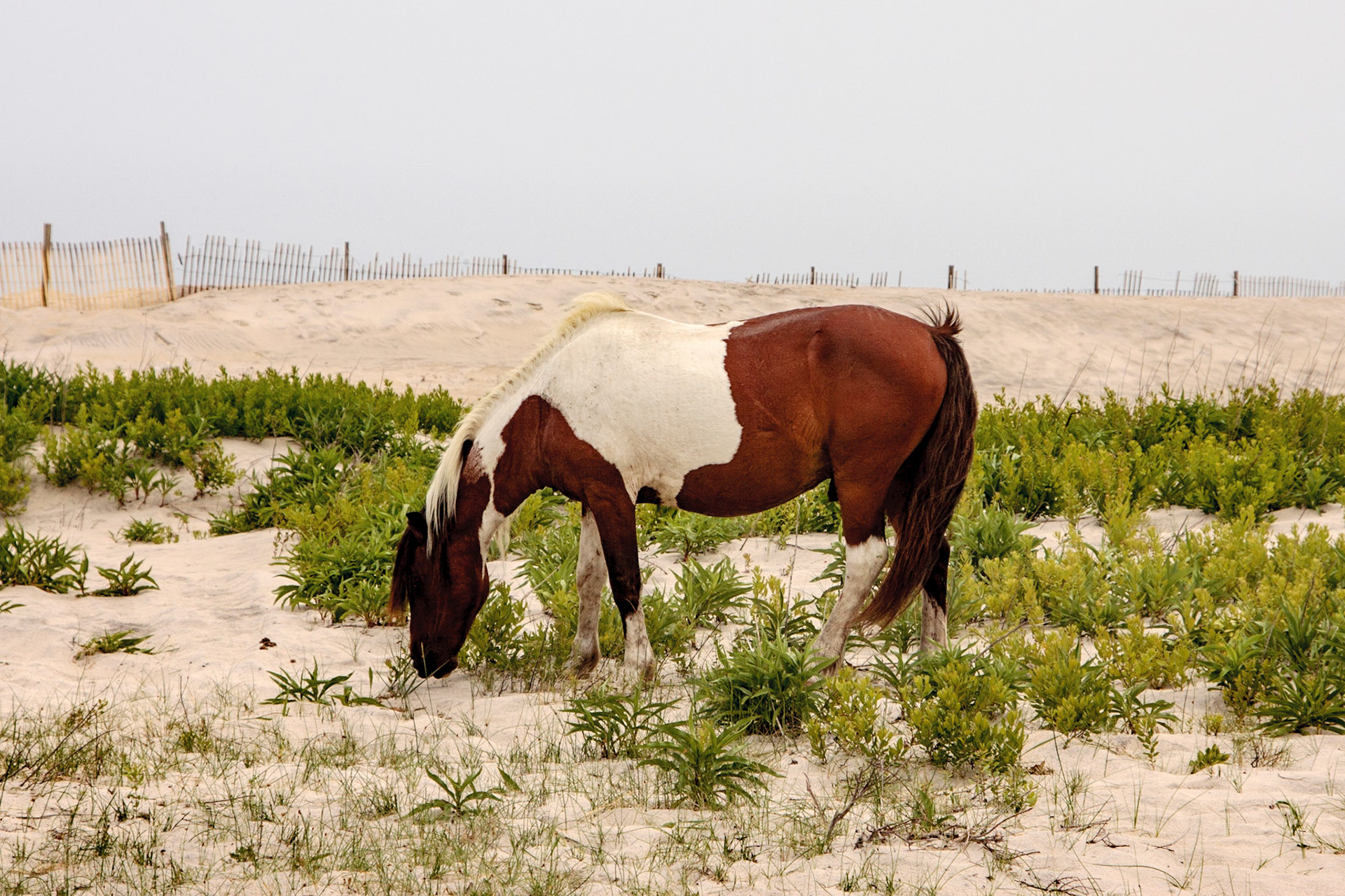 Wild horse - Assateague, Delaware