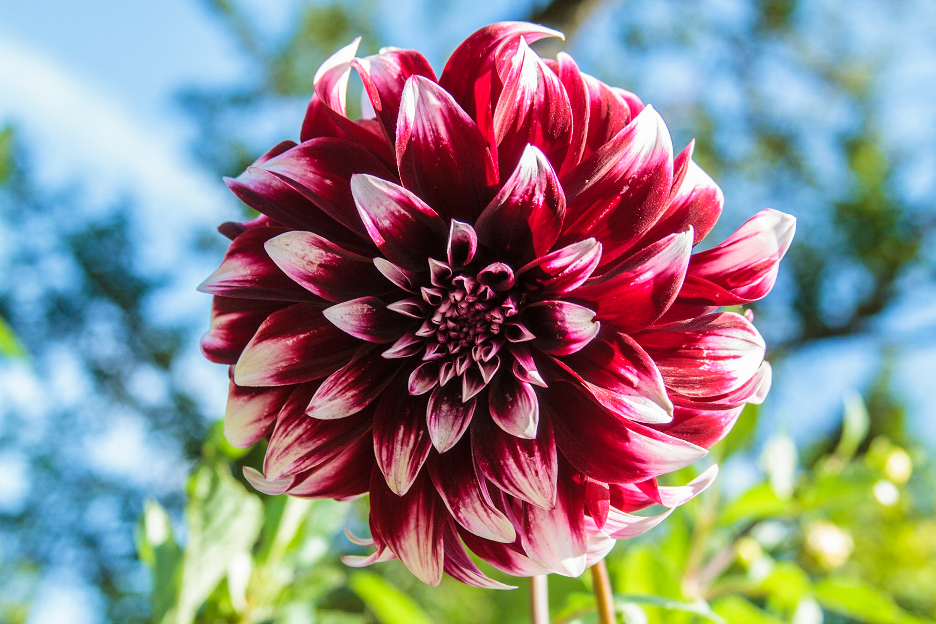 Flower in Botanical Garden - Gothenburg, Sweden