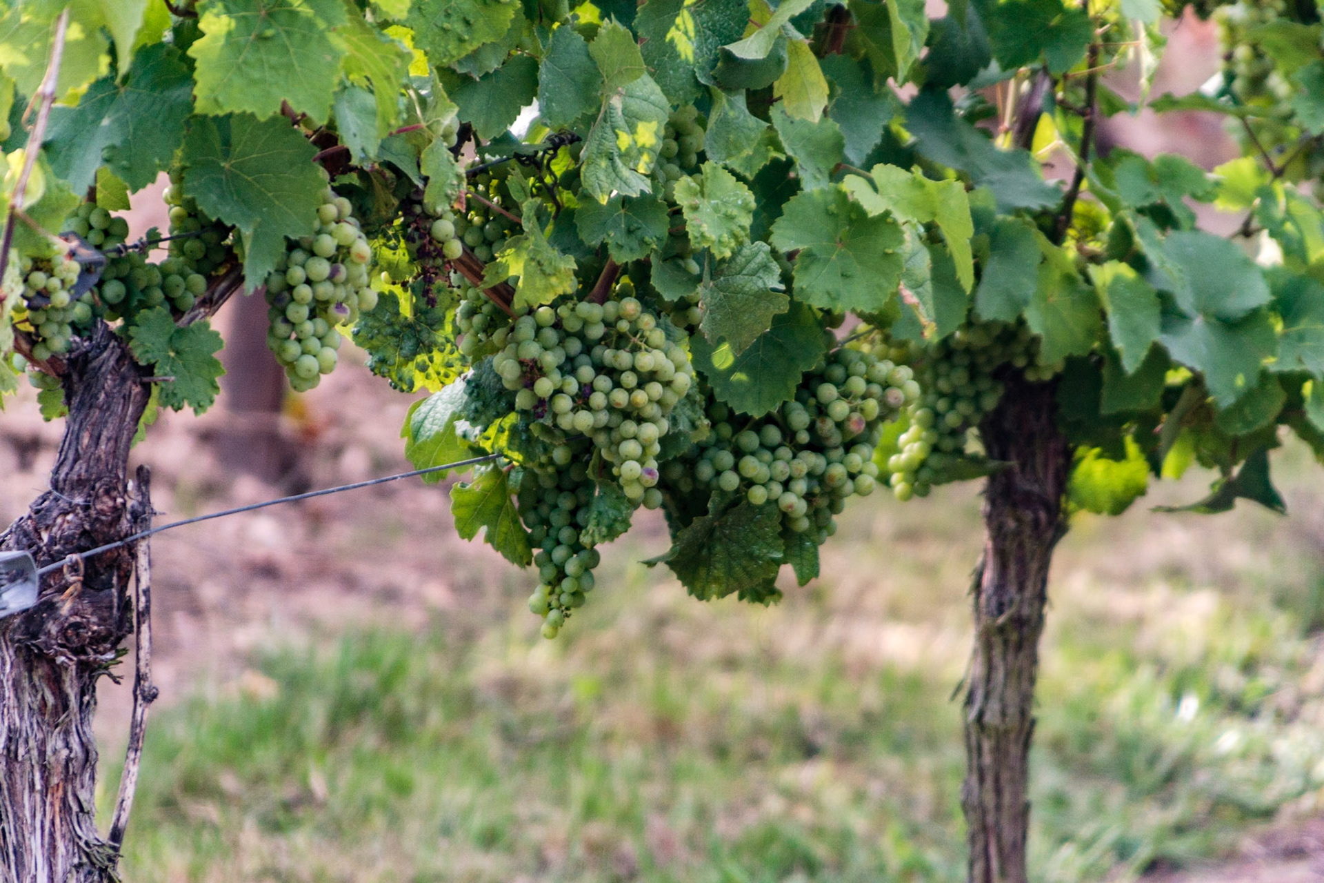 Grapes on the vine - Ruedesheim am Rhein, Germany
