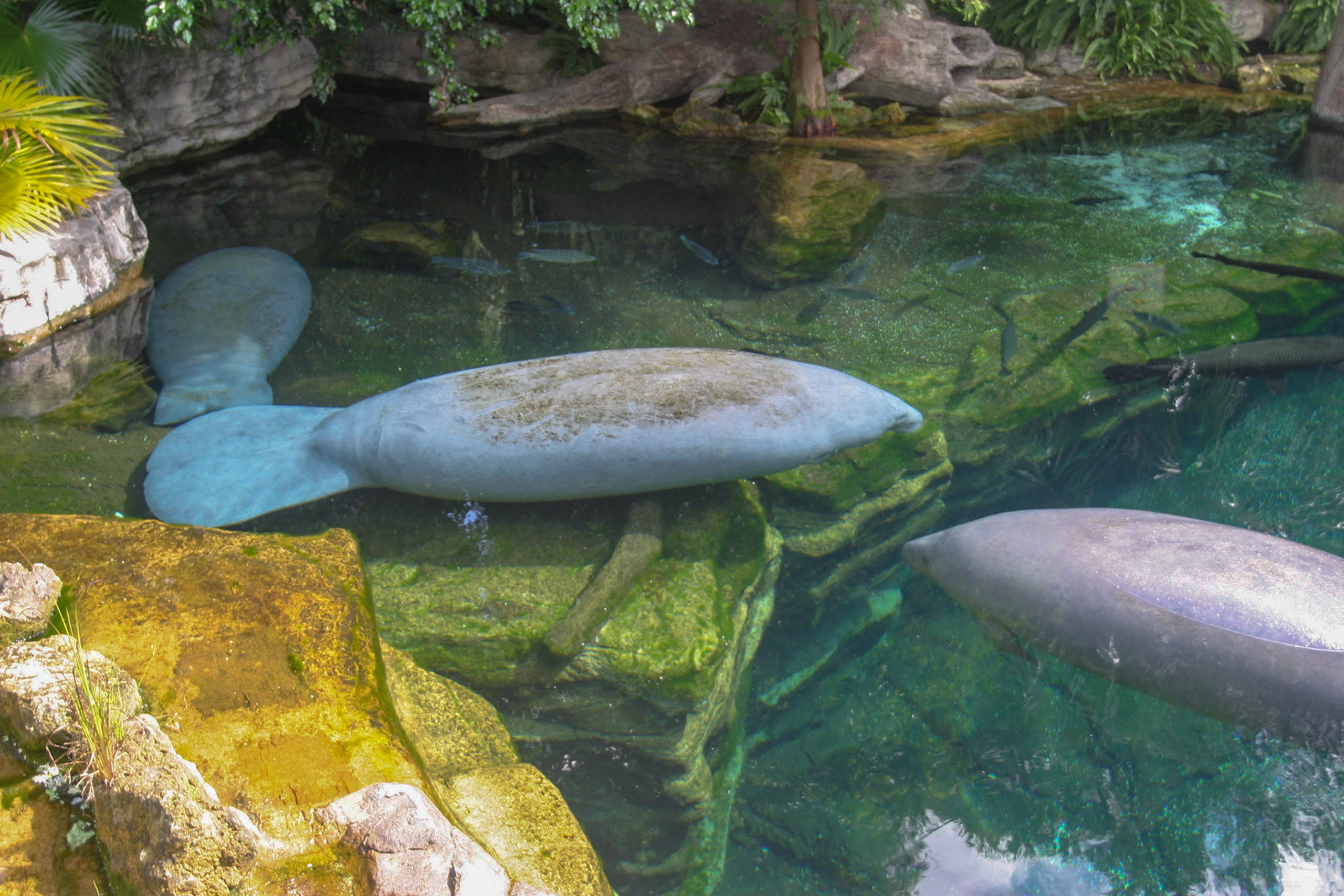 Manatees - Seaworld, Orlando, Florida