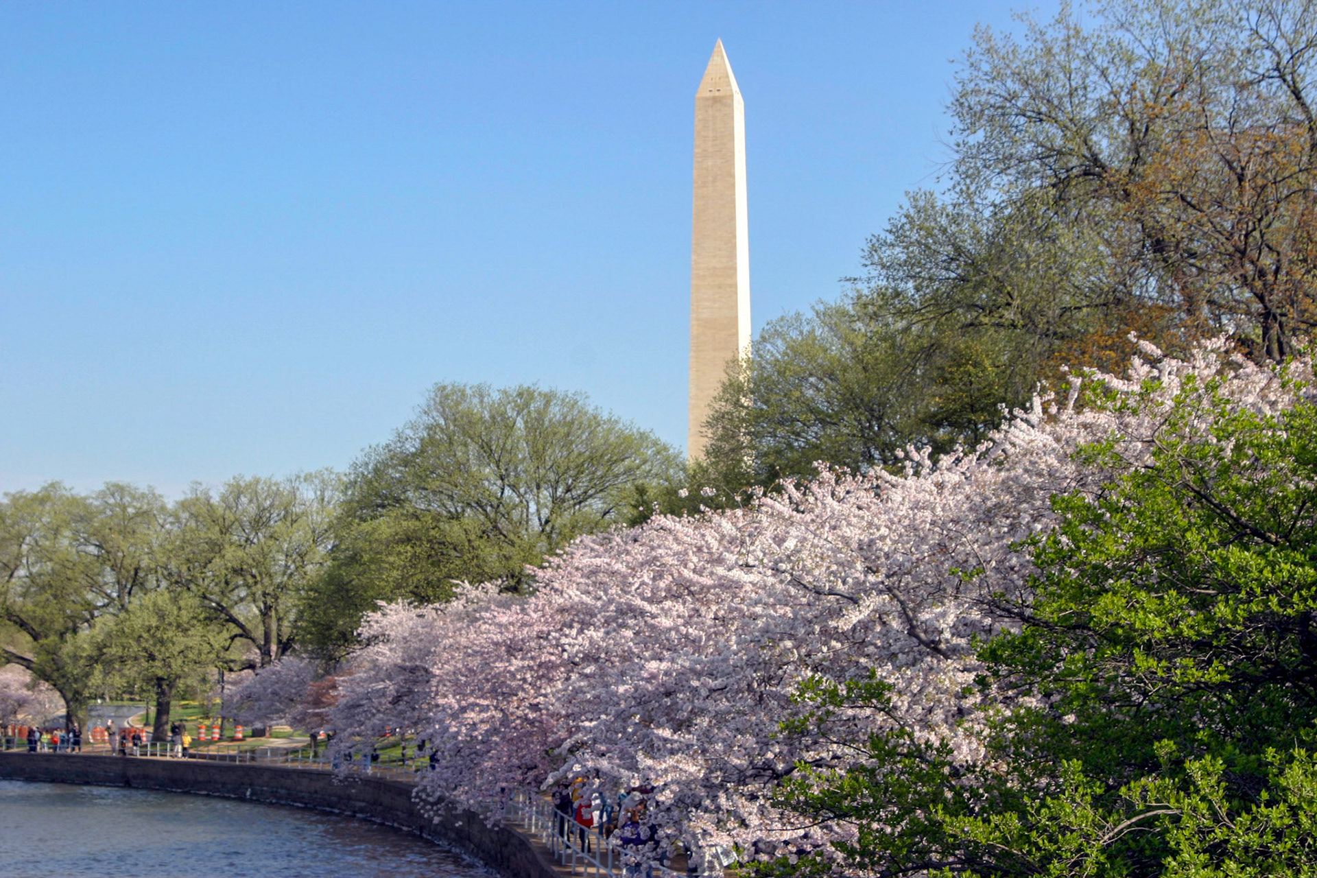 Cherry blossoms with Wasington Monument in background - Washington, DC