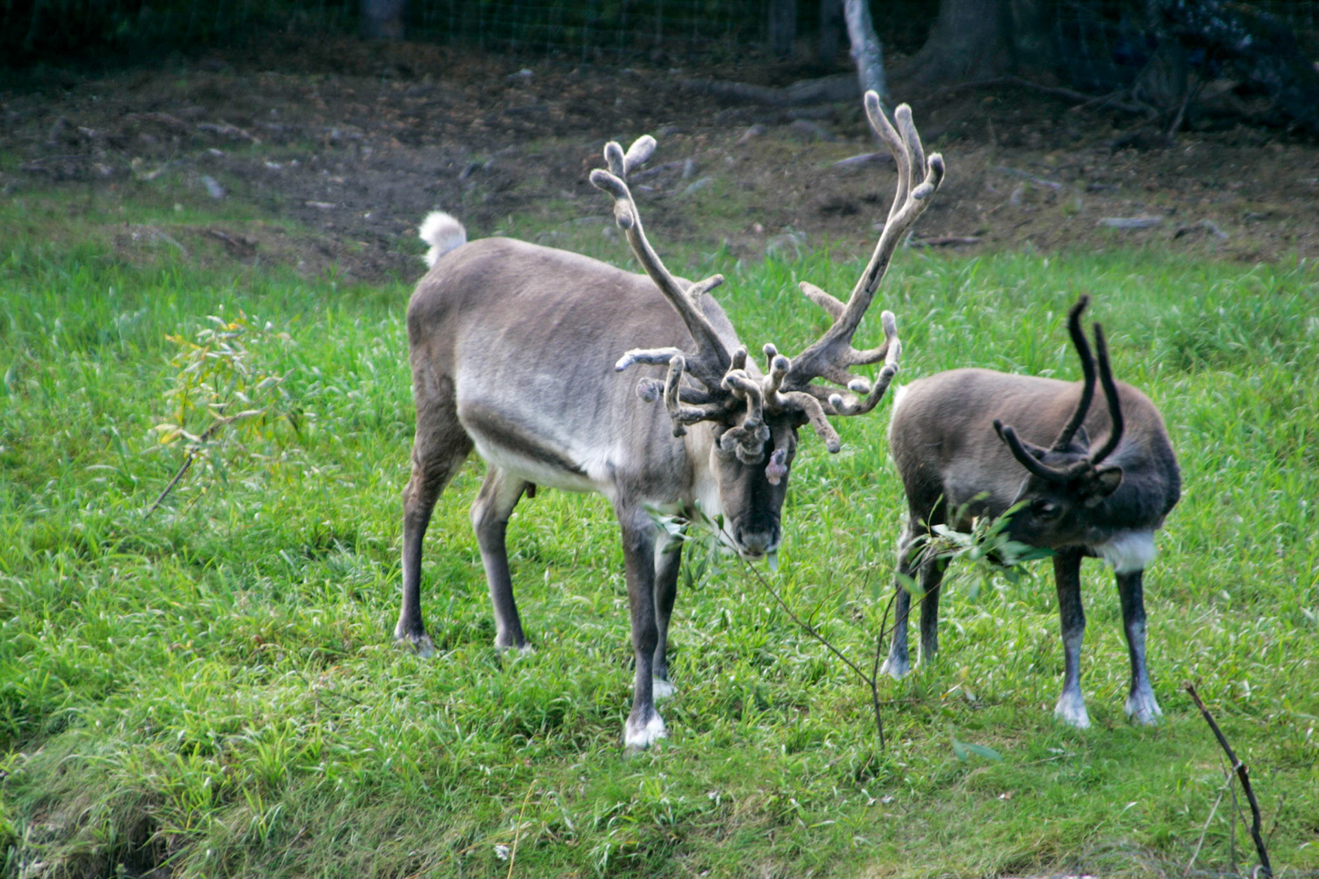Reindeer - Fairbanks, Alaska