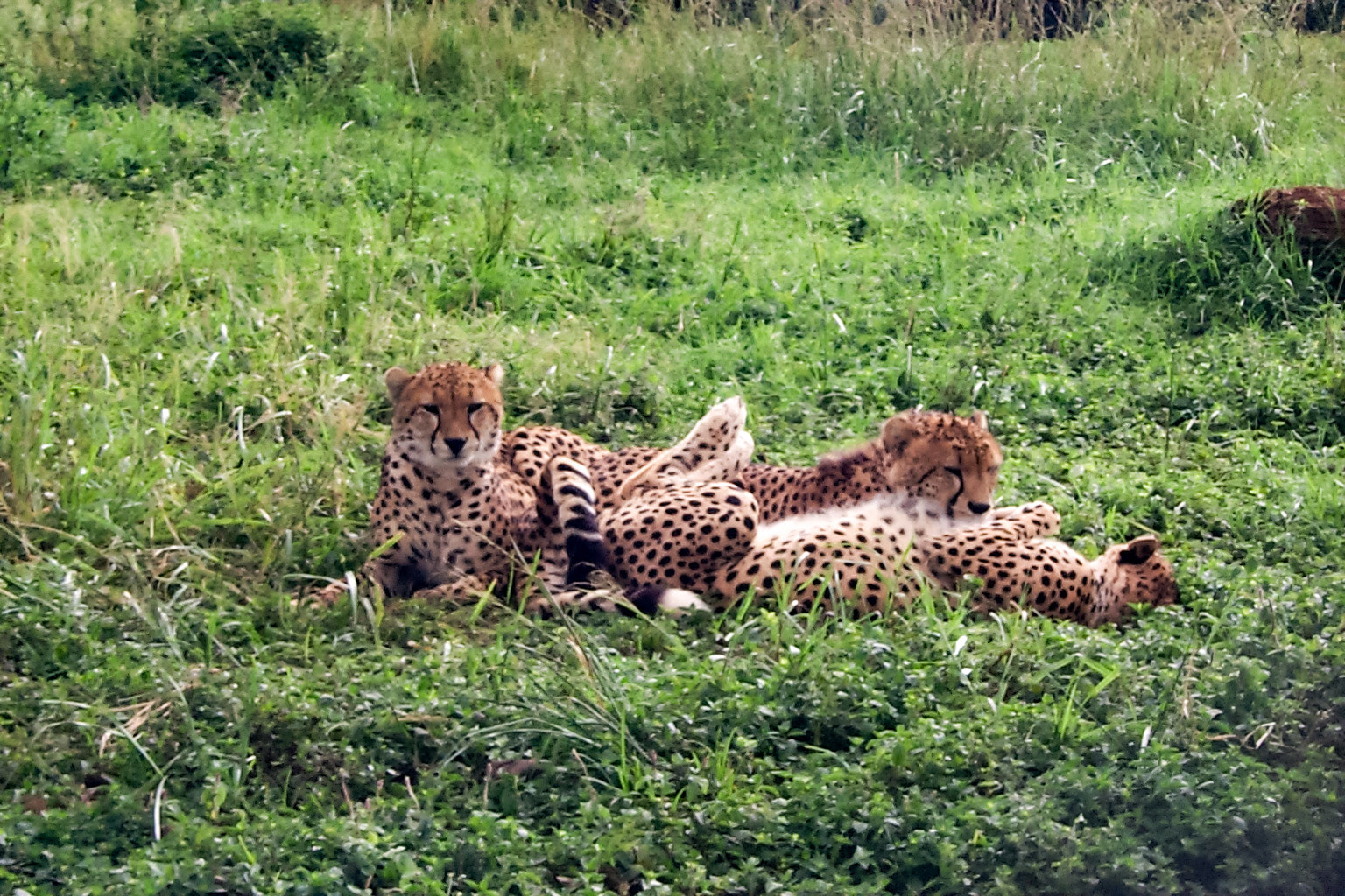 African photo safari, cheetahs - Kenya