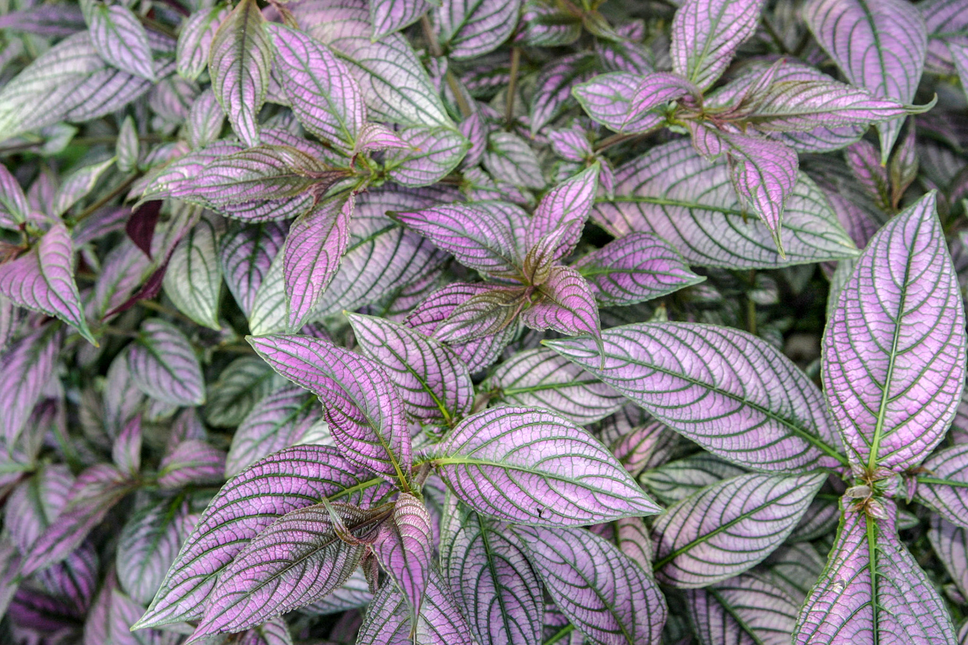 Flowers at the National Botanical Gardens - Washington DC