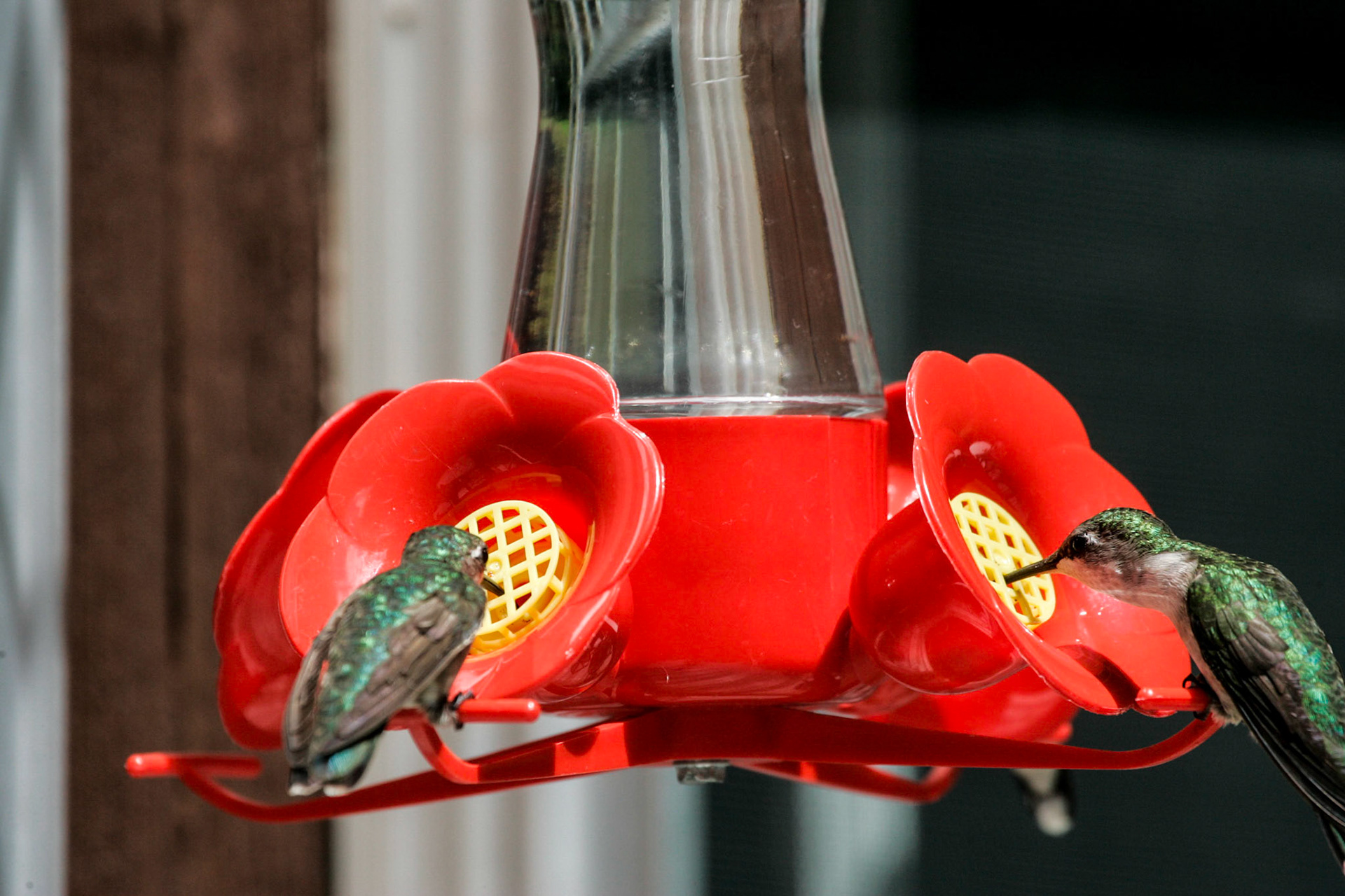 Ruby-throated humming bird - Sebec, ME