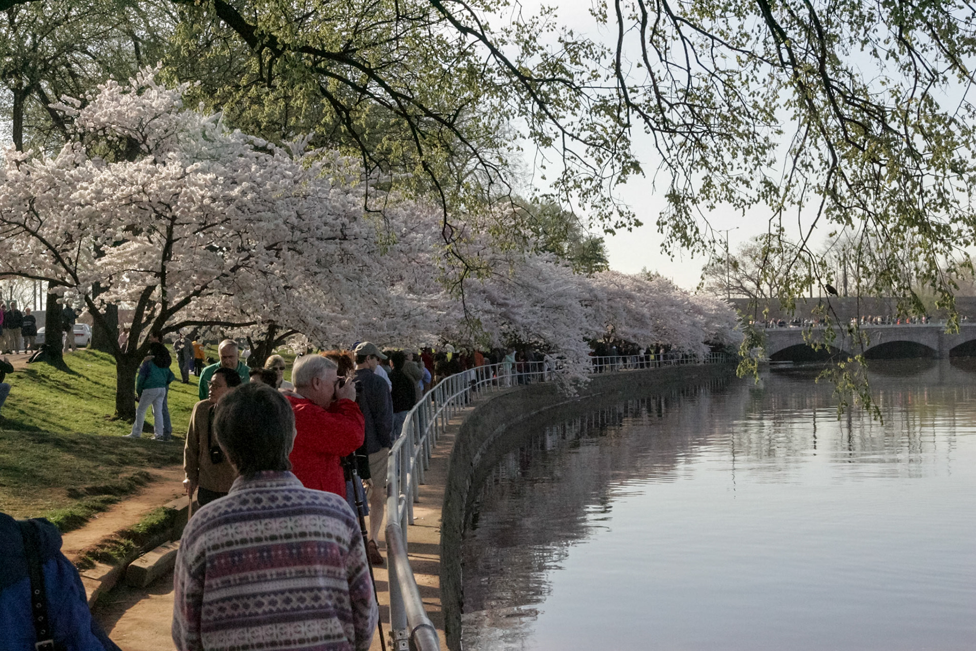 Cherry Blossoms around the Tidal Basin - Washington, DC