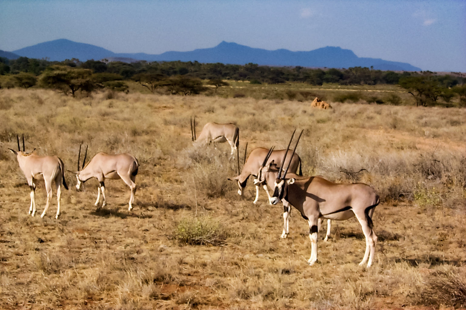 African photo safari, Gemsbok Antelope - Kenya