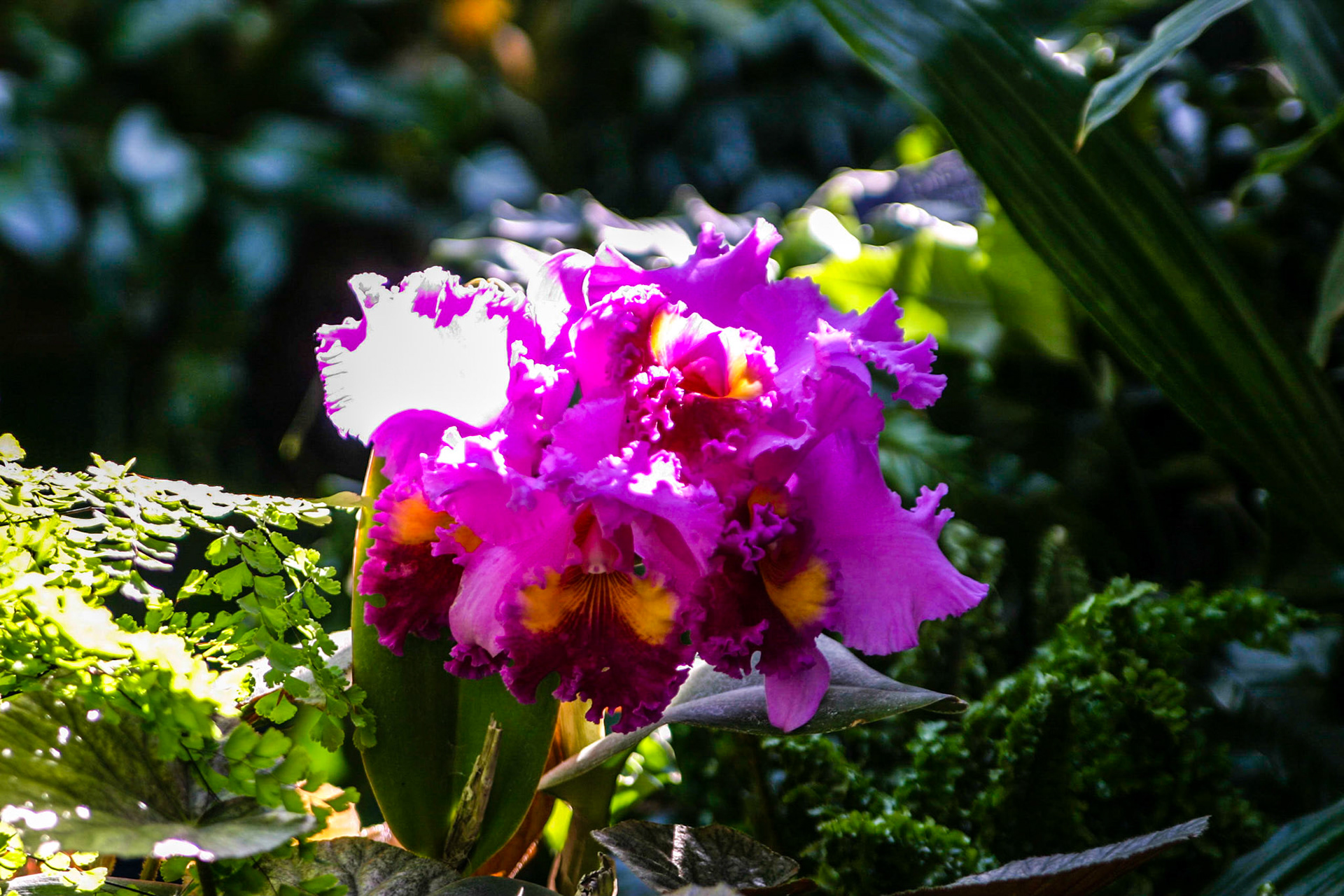 Orchids at the National Botanical Gardens - Washington DC