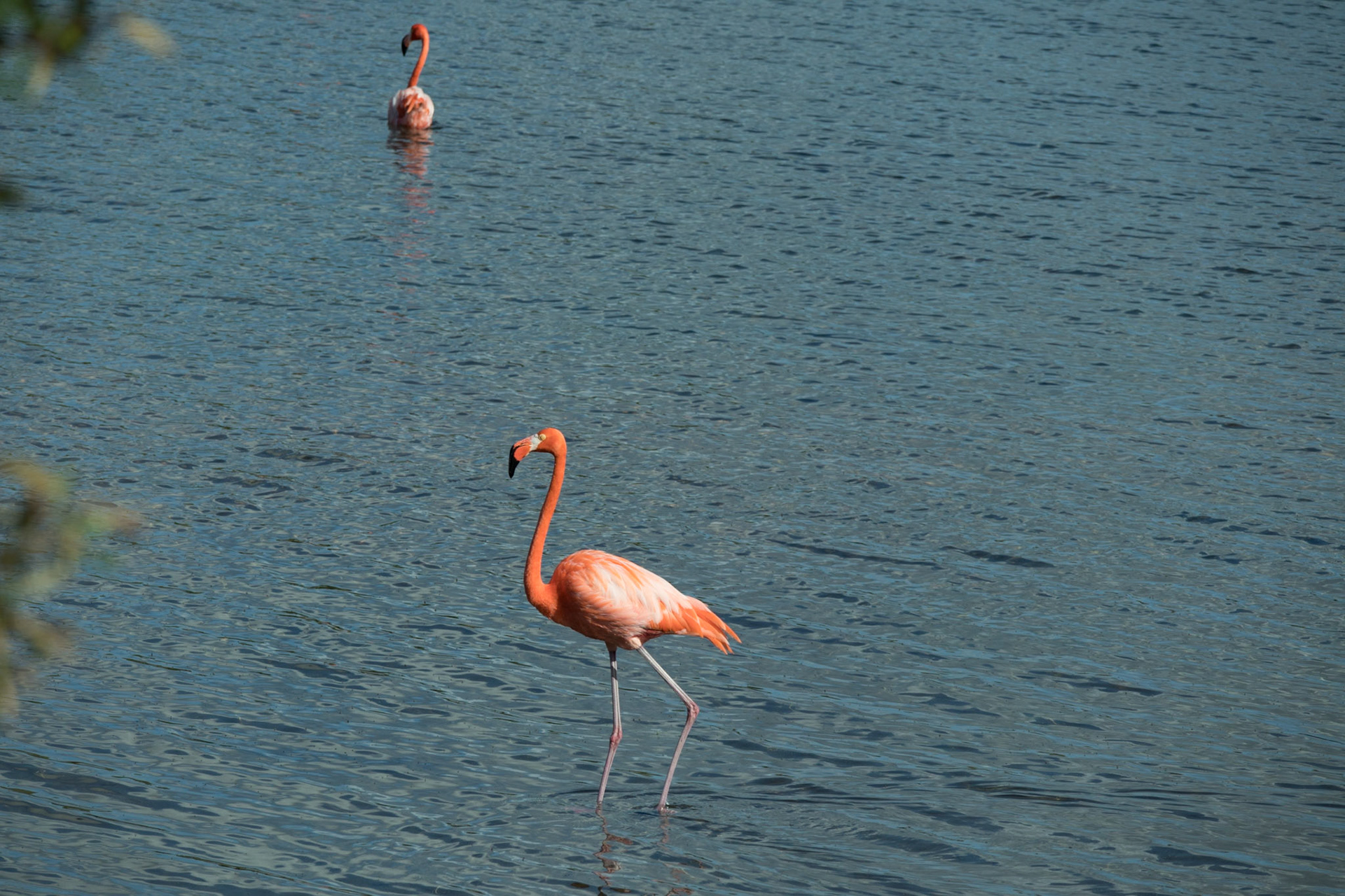 Flamingos at Goto Lake - Bonaire