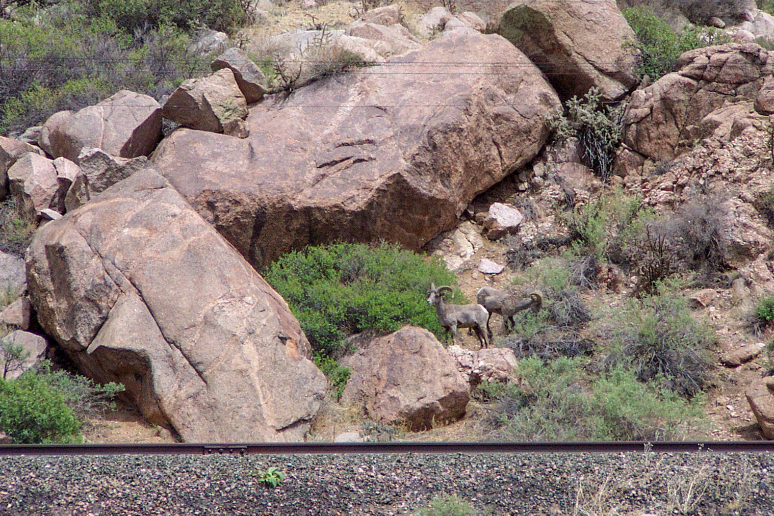 Bighorn sheep, were looking all over the higher elevations only to find them at eye level - Driving through Colorado