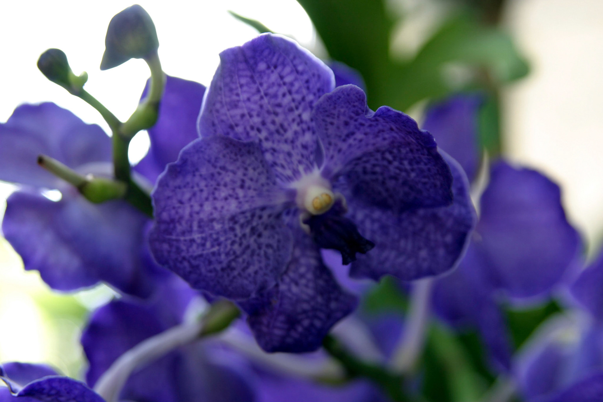 Orchids at the National Botanical Gardens - Washington DC