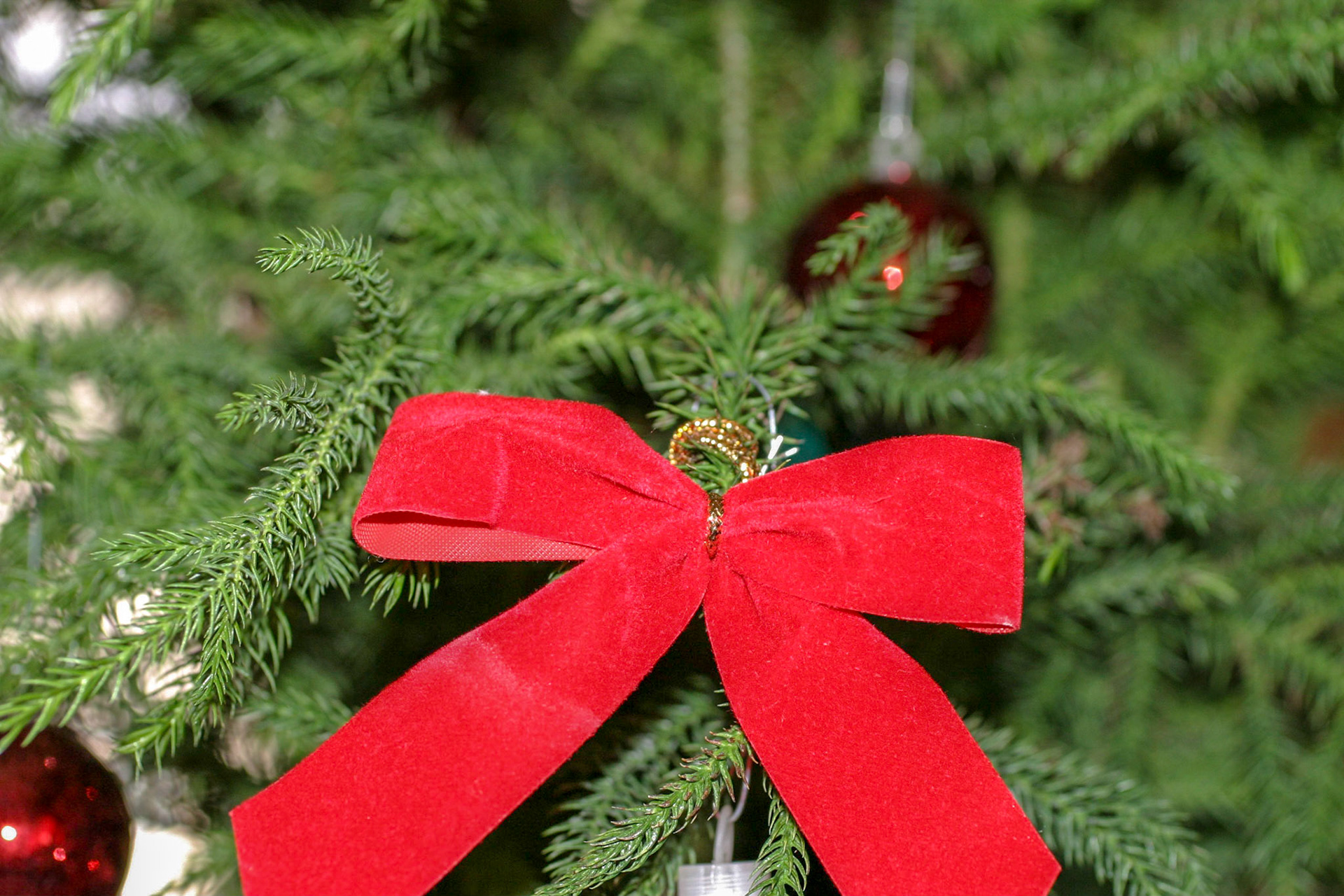Christmas decorations - Interlachen, FL