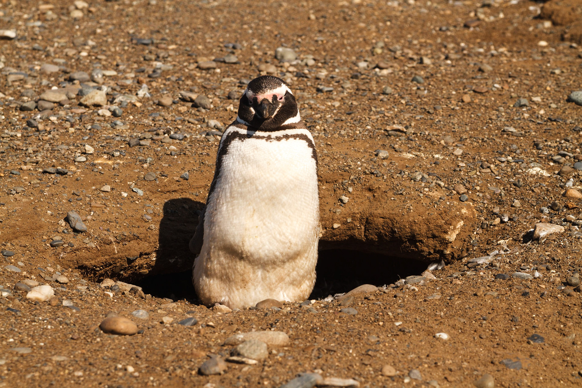 These penguins make their nest in the ground - Punta Arenas, Chile