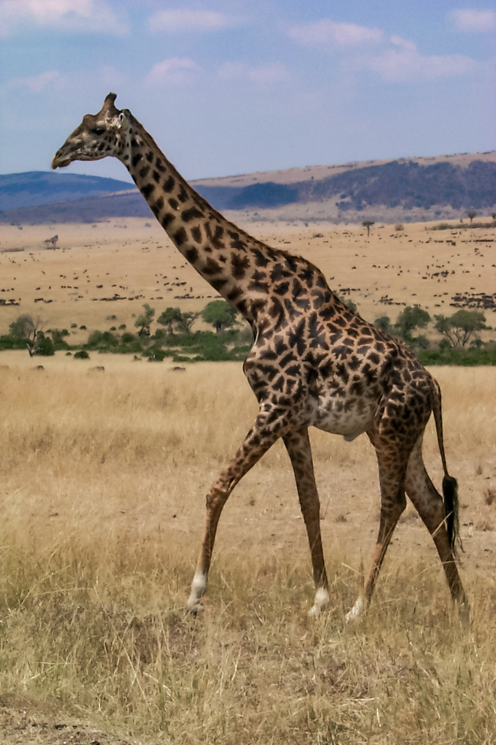 African photo safari, giraffe - Kenya
