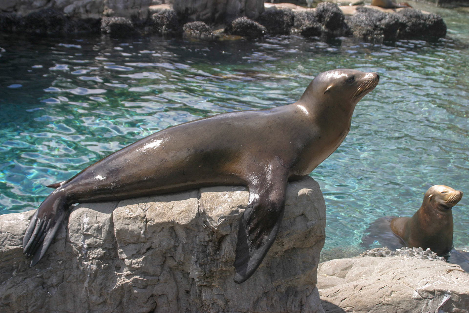 Sea Lions - Seaworld, Orlando, Florida