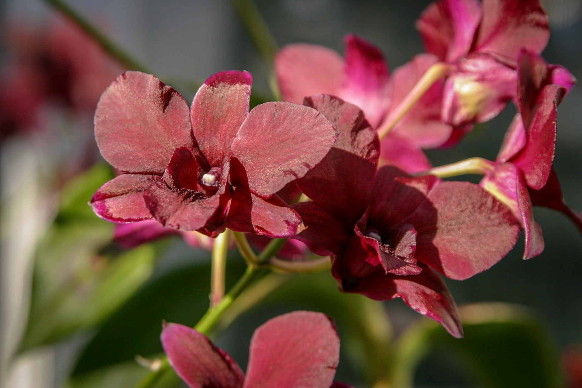 Orchids at the National Botanical Gardens - Washington DC