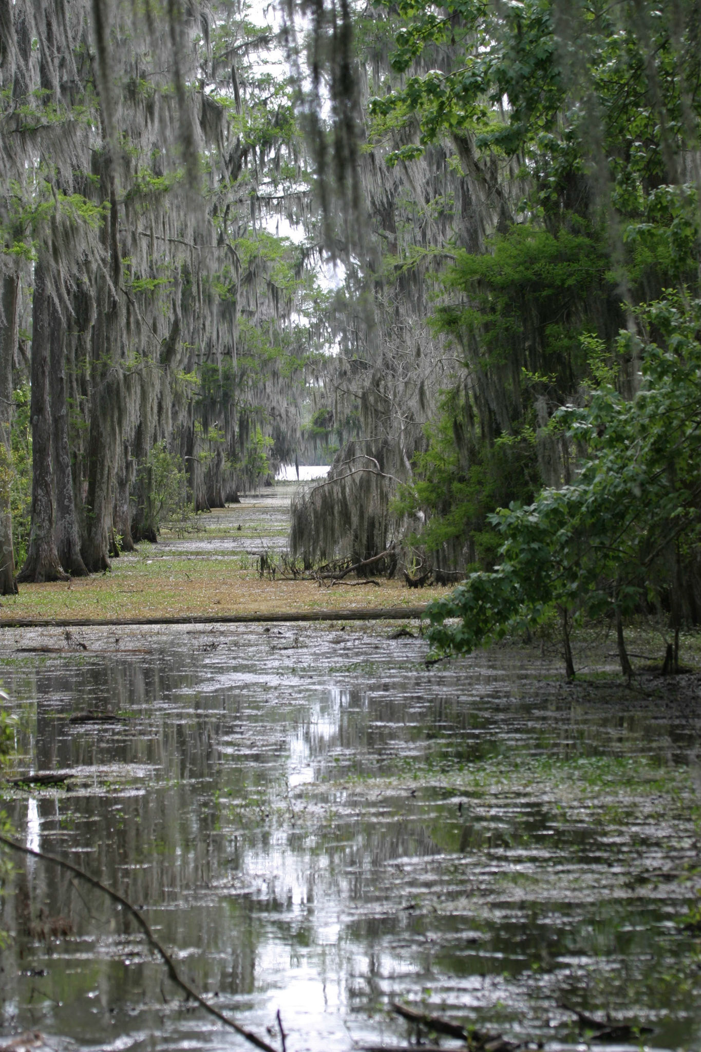 Airboat tour int he Bayou - New Orleans, LA