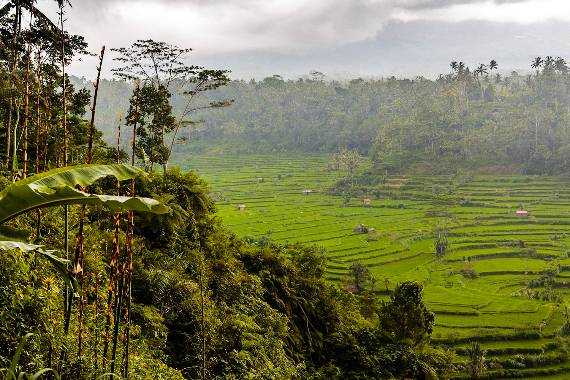 Terraced rice fields - Bangli, Bali, Indonesia