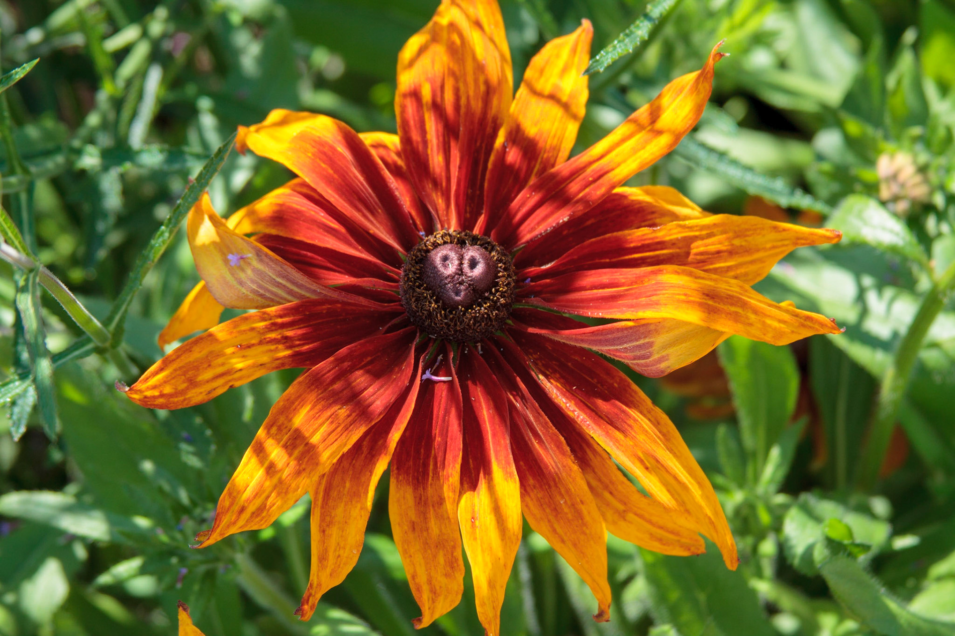 Flower in Botanical Garden - Gothenburg, Sweden