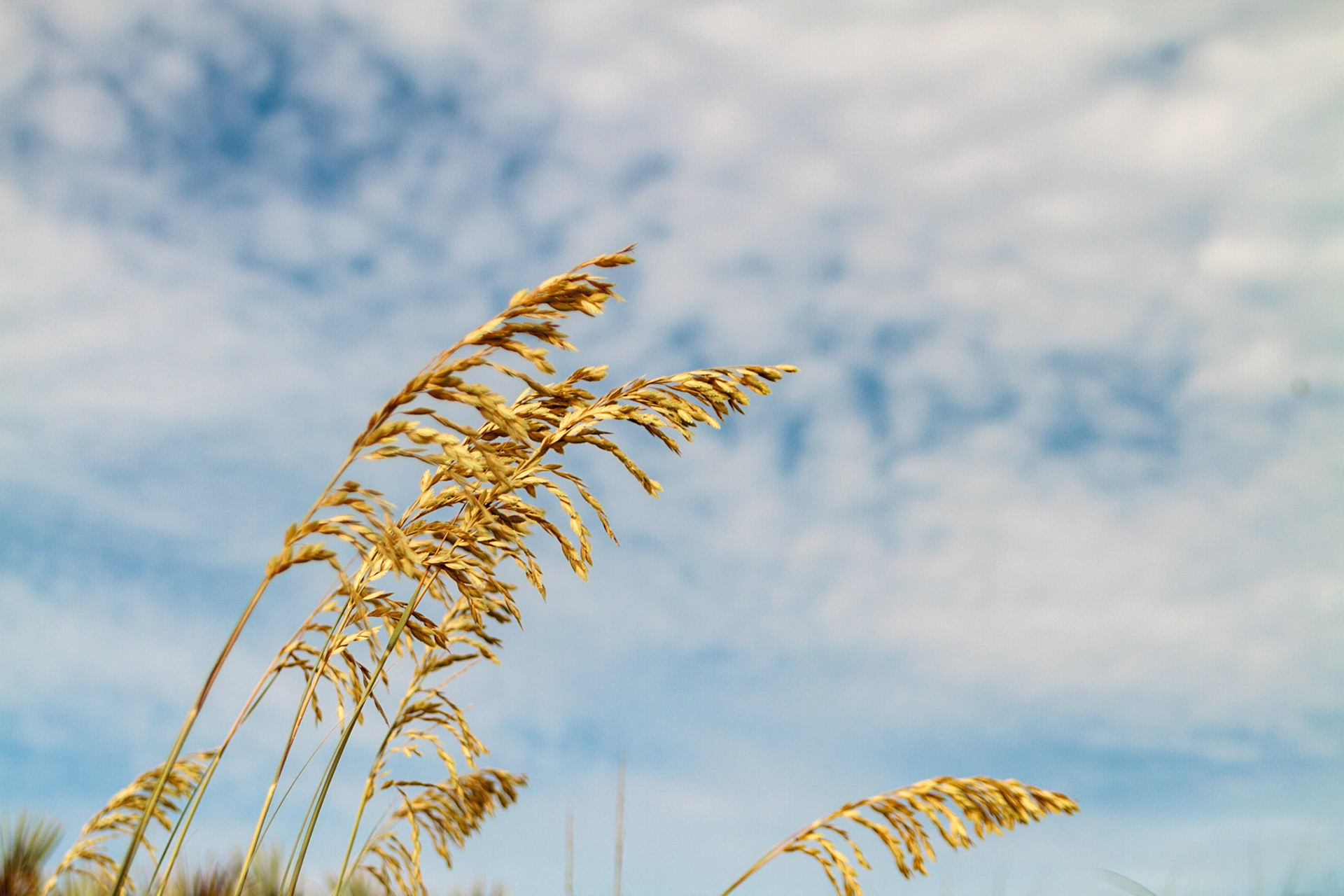 Sea oats