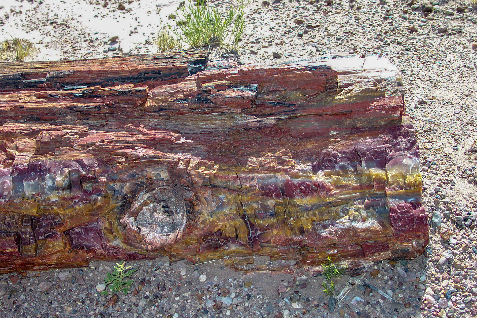 Petrified tree - Petrified Forest National Park, AZ