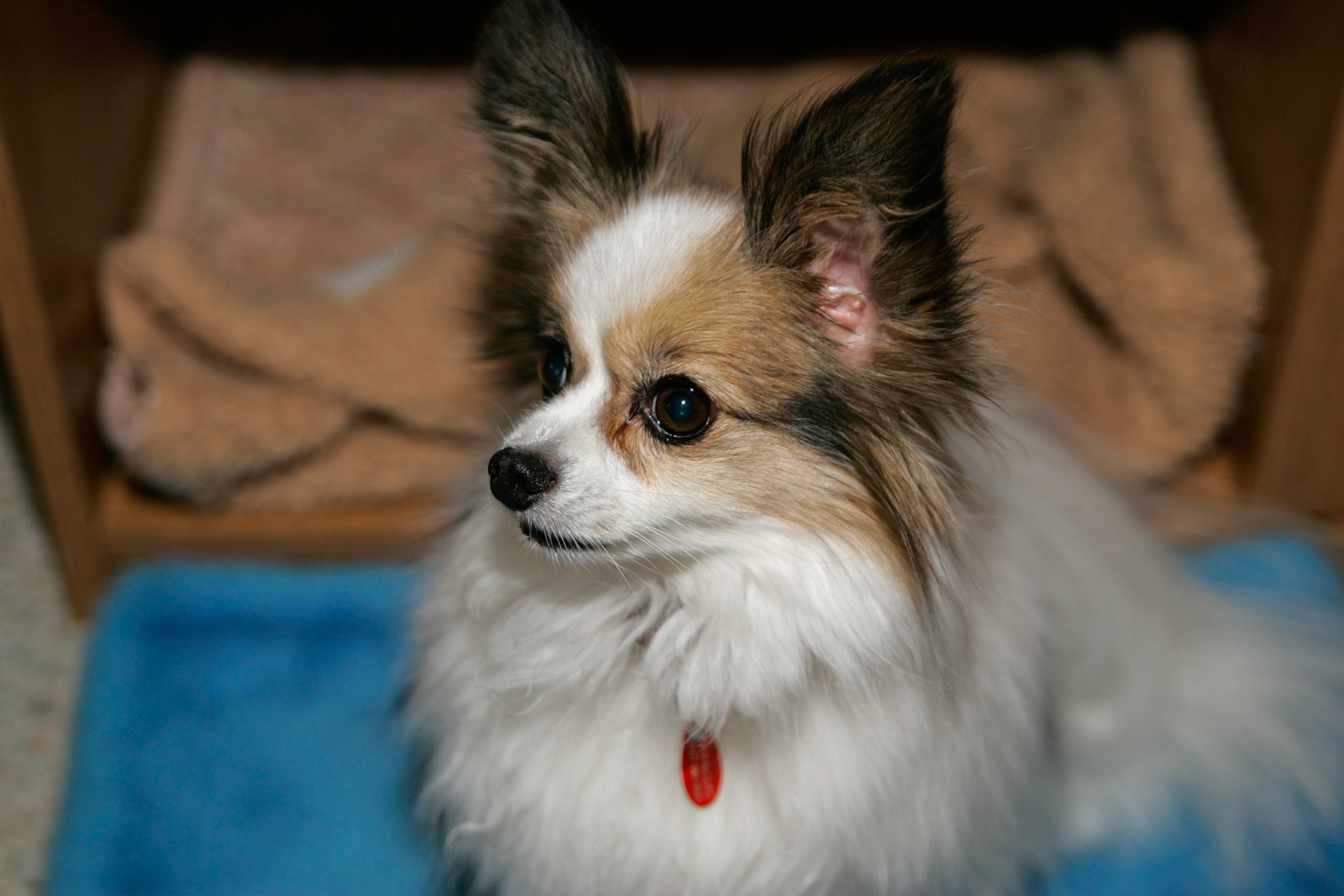 Princess - Dover-Foxcroft, ME