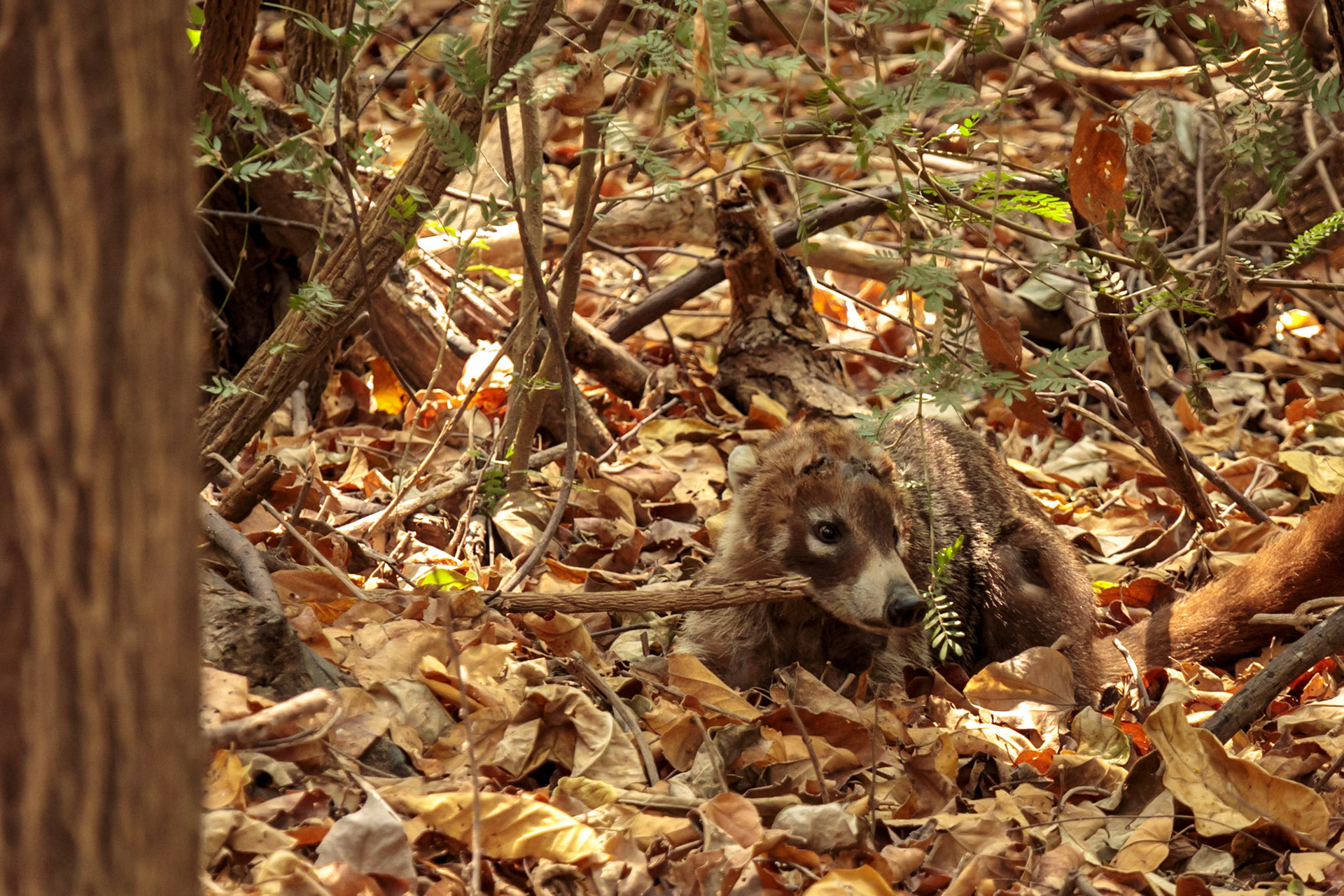 Coatimundi - Copalita Archaeologigal Site, Holland America Line, Huatulco, Mexico