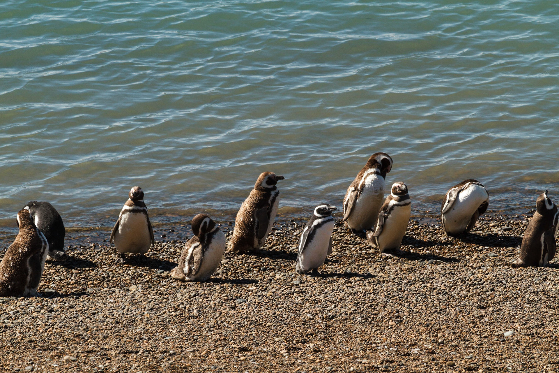 Penguins on the beach - Puerto Madryn, Argentina