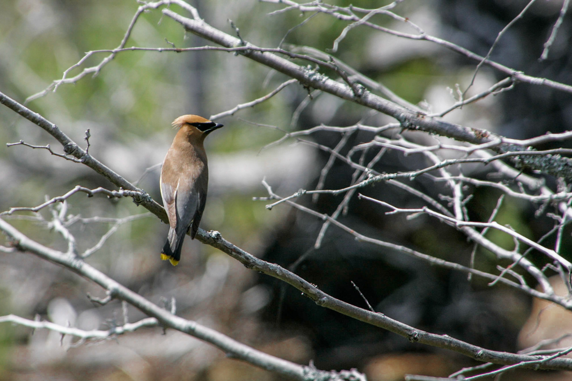 Cedar waxwing - Baxter State Park, Mount Katahdin, Maine