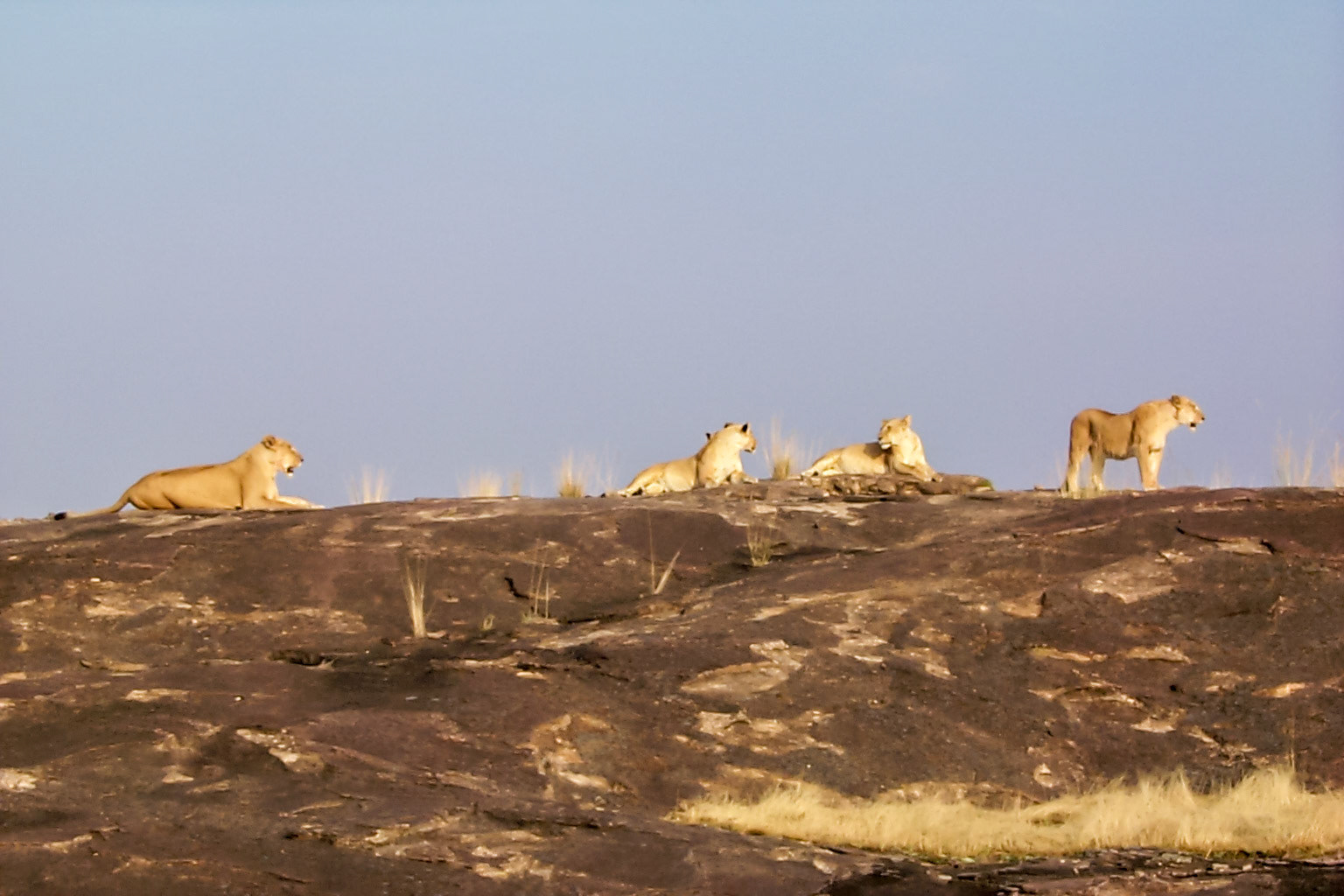 African photo safari, pride of lionesses - Kenya